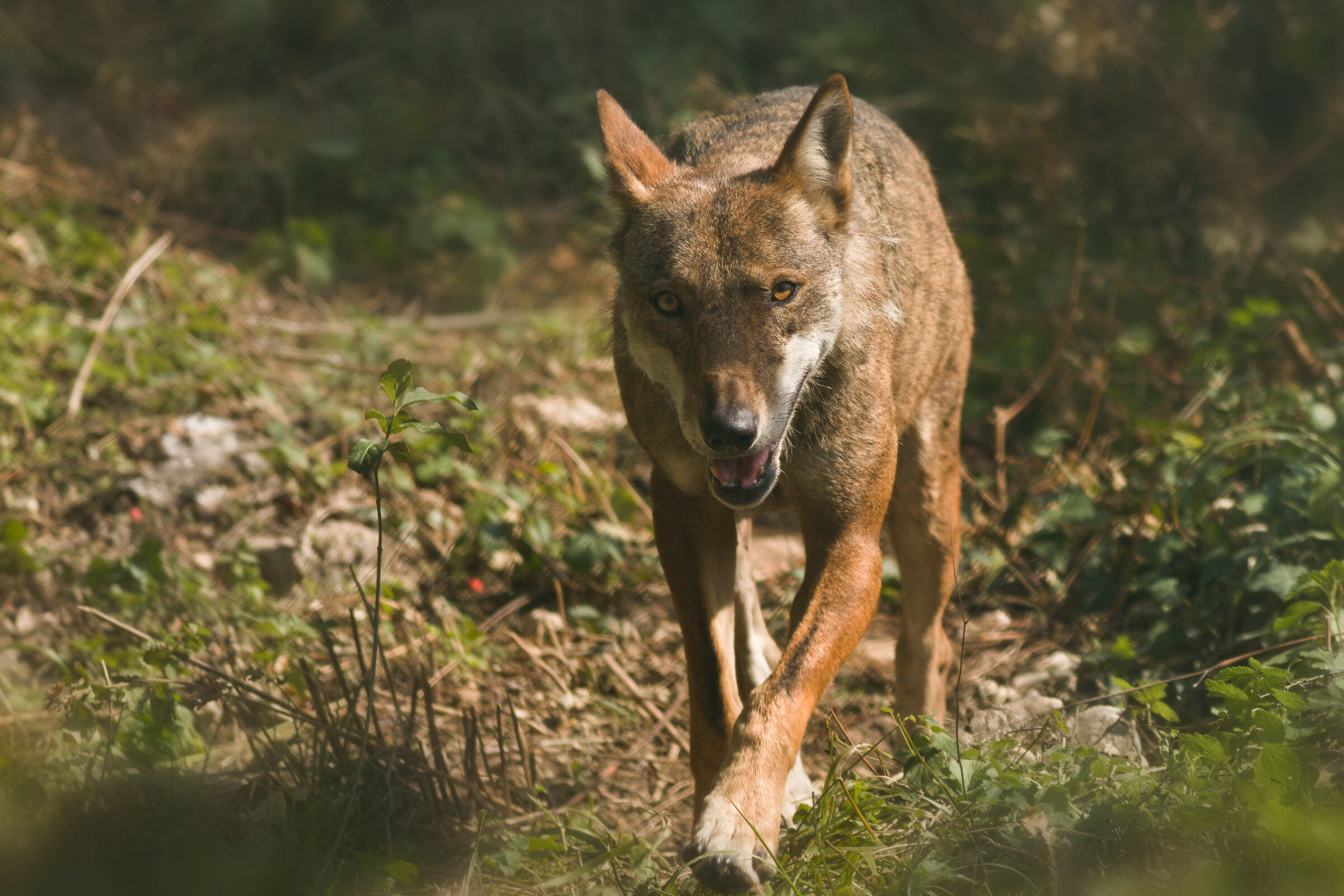 The encounter with the wolf