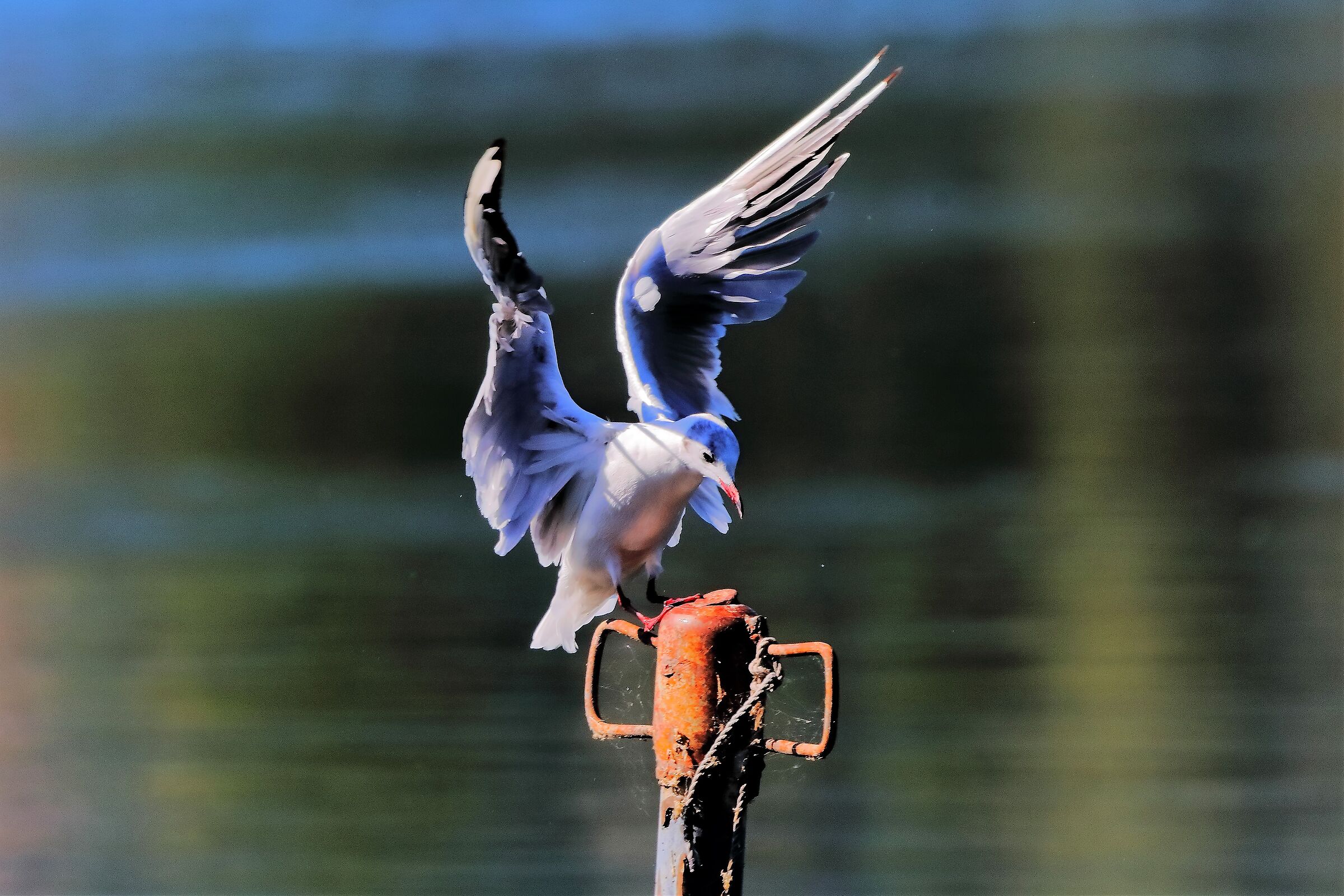 gabbiano terrestre 31-07-2022
