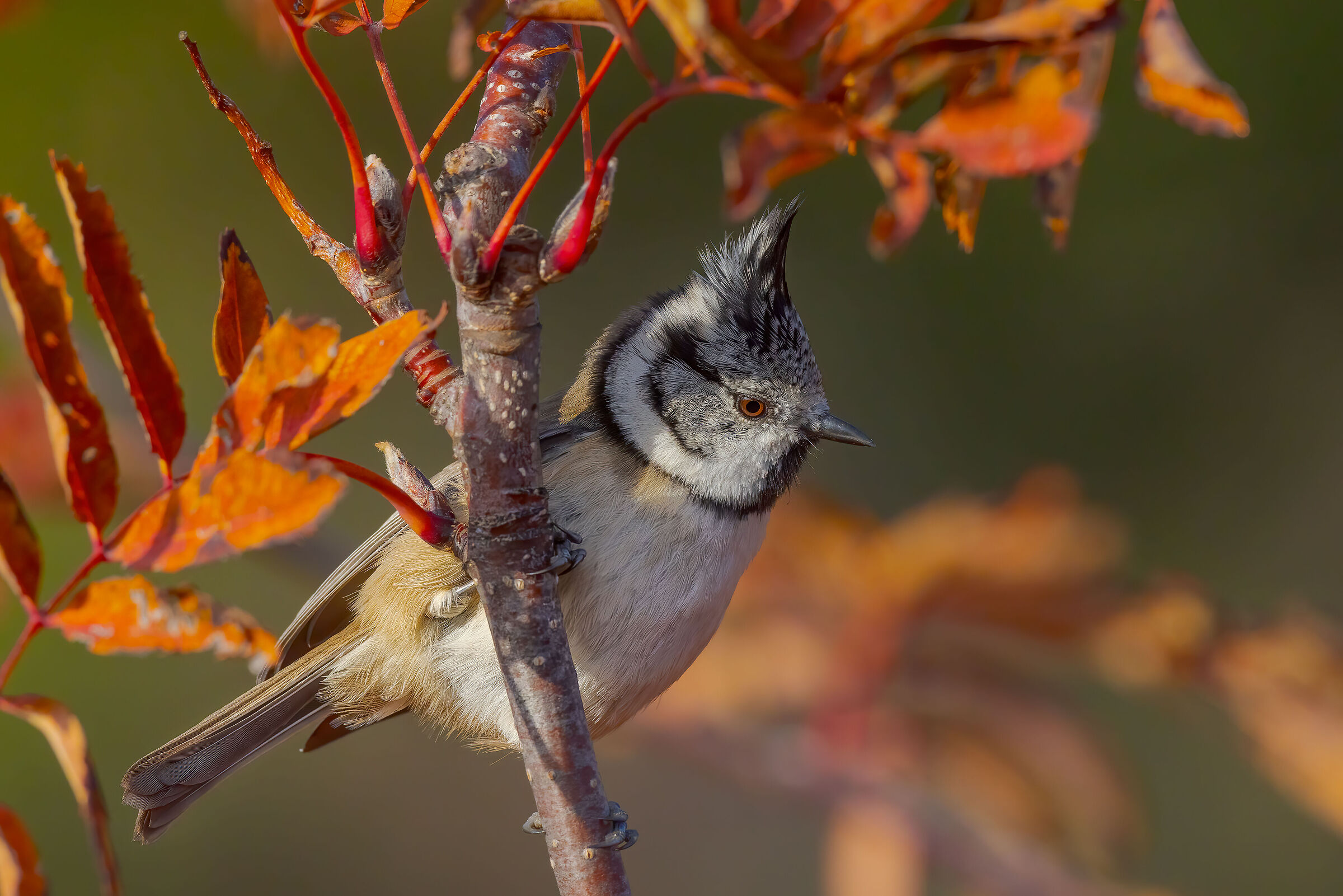 Cincia dal ciuffo (Lophophanes cristatus)