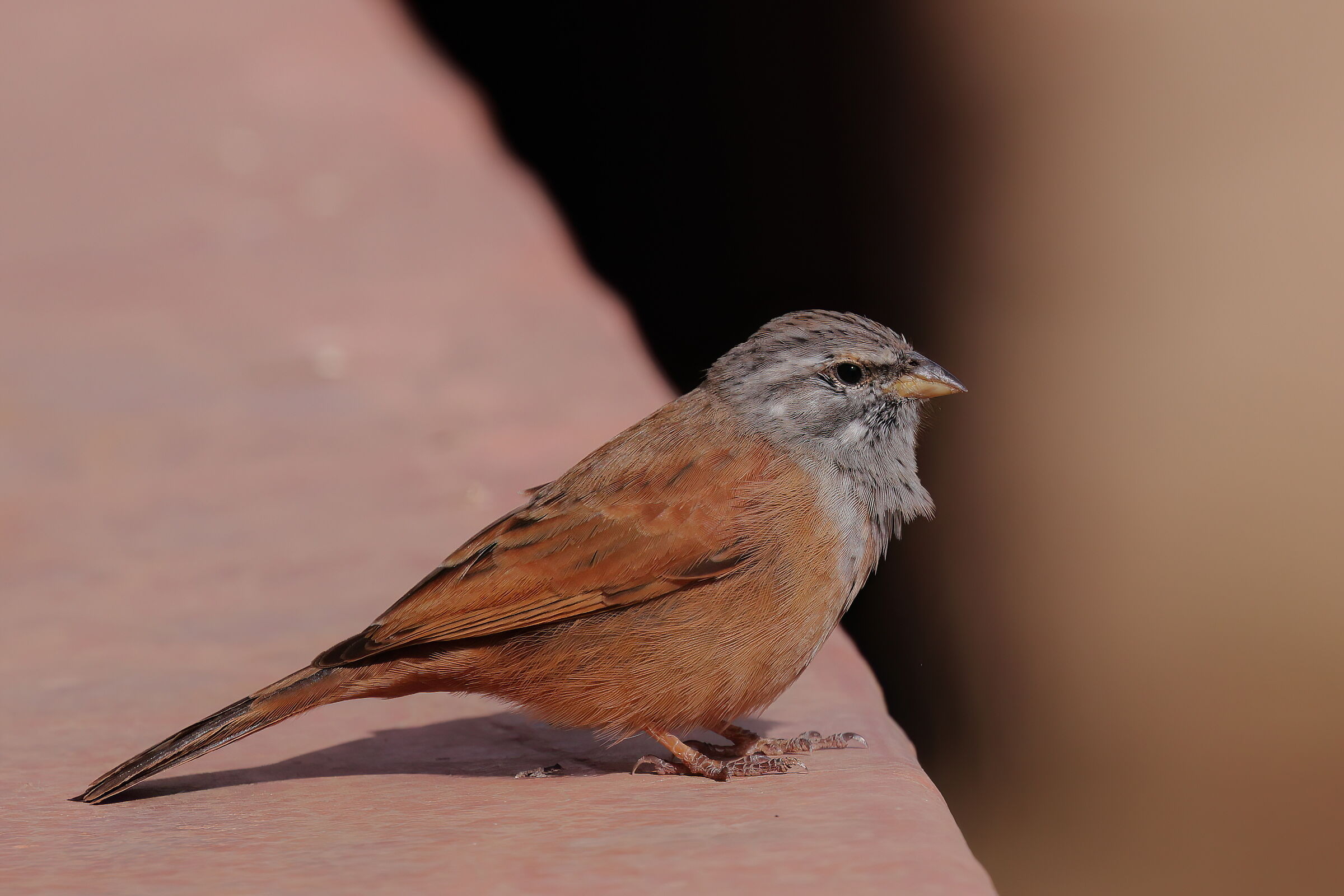 Zigolo of the houses