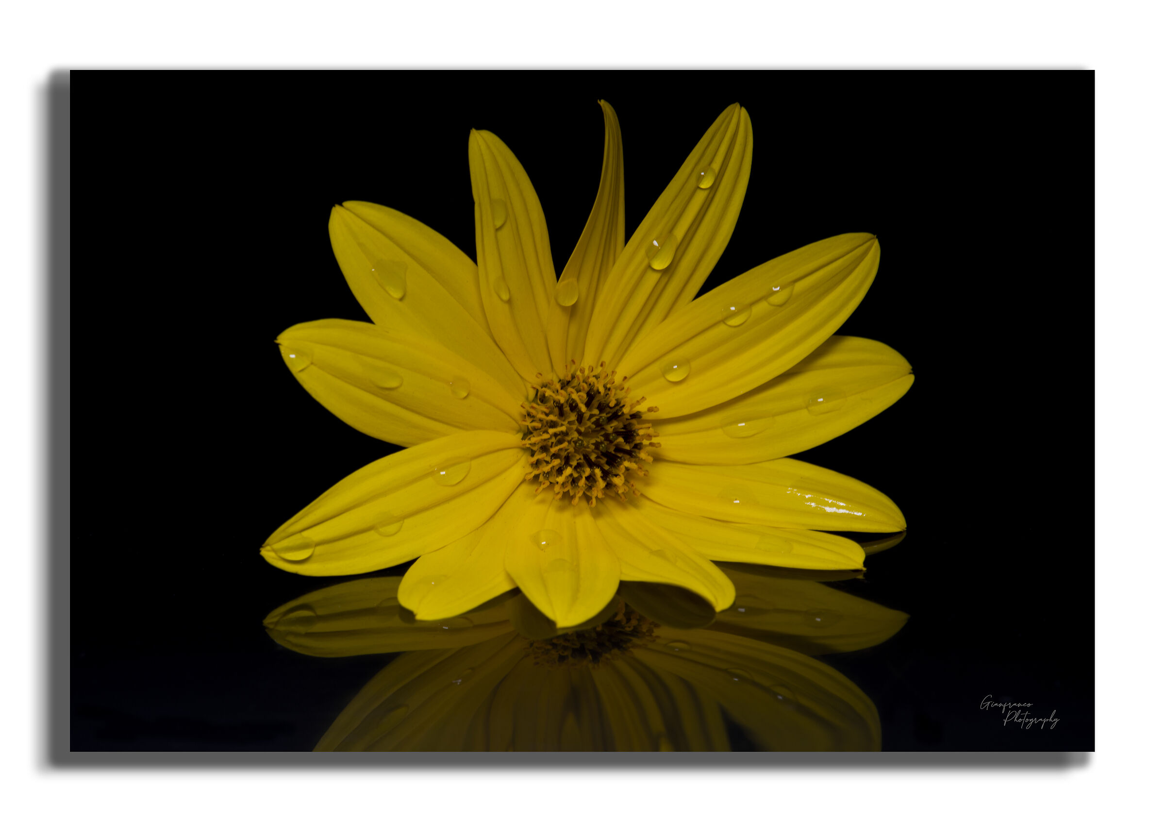Yellow Daisy