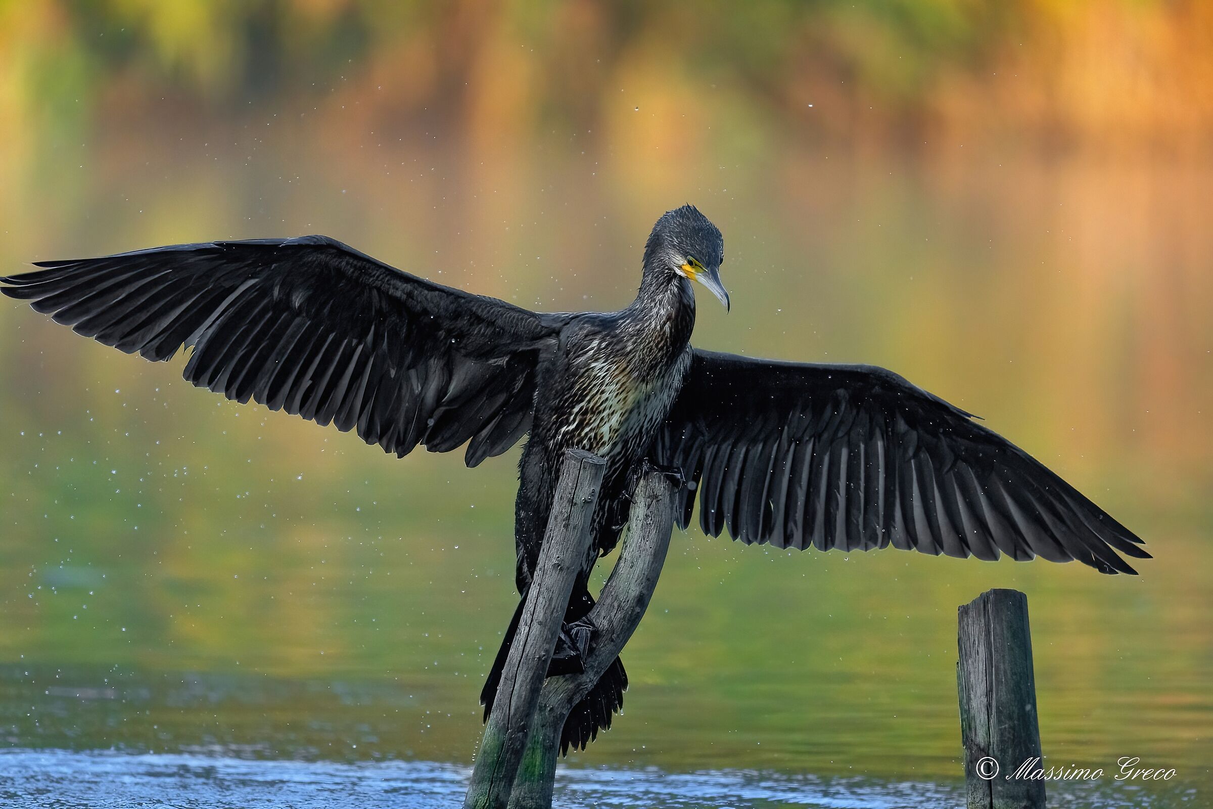 Cormorant (Phalacrocorax carbo)