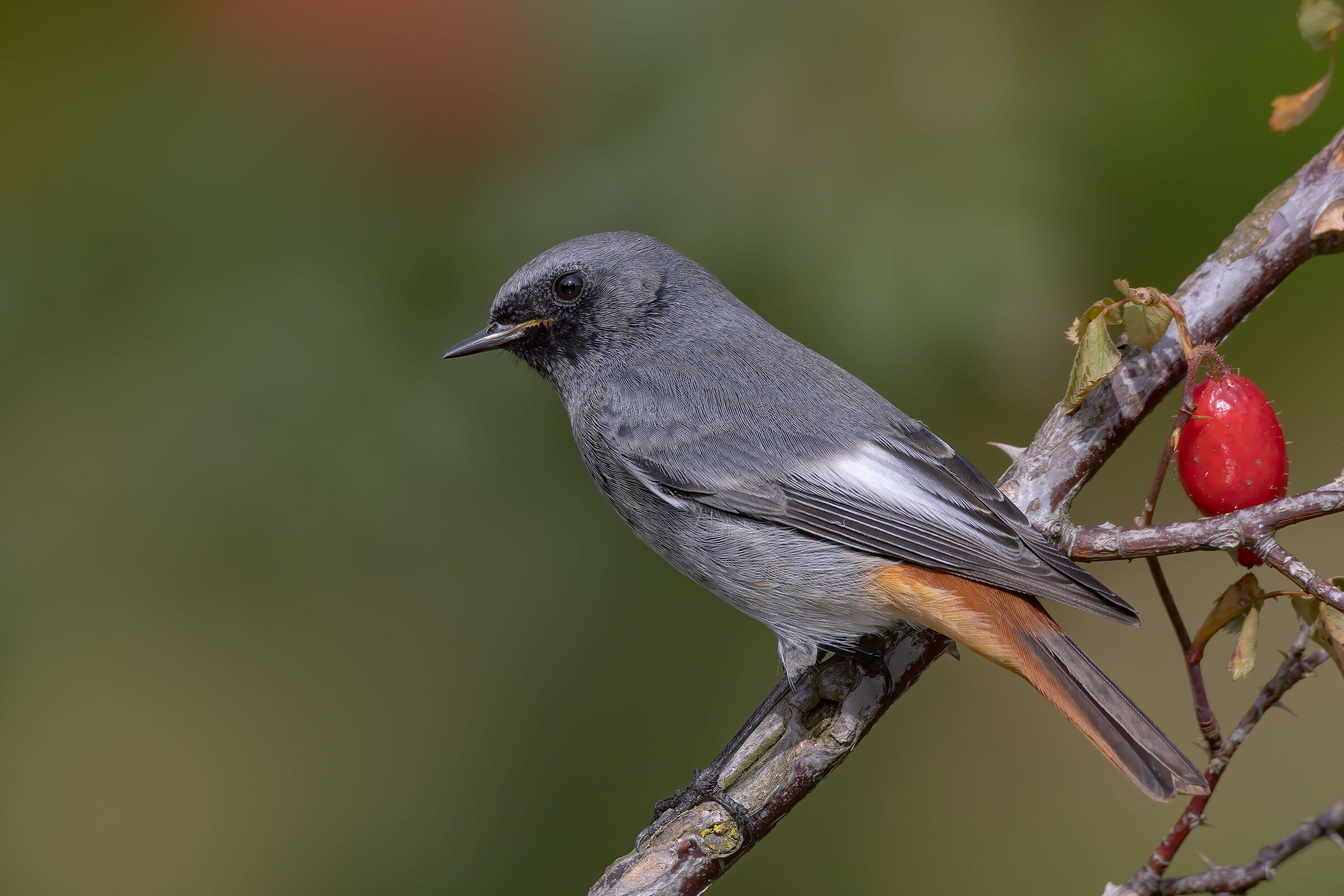 Codirosso spazzacamino (Phoenicurus ochruros)