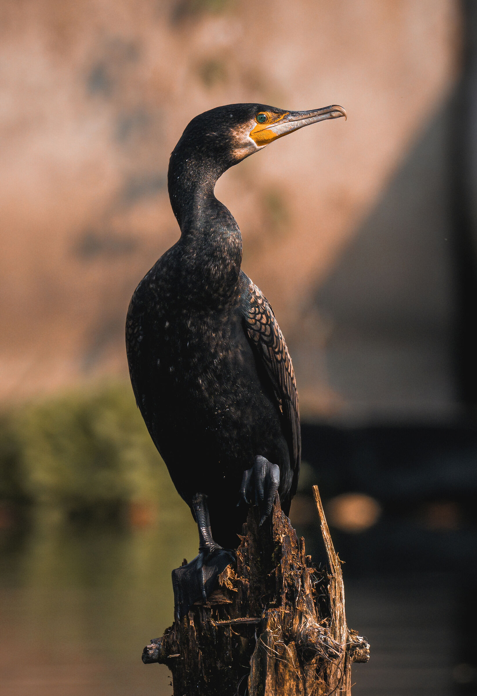 Cormorant