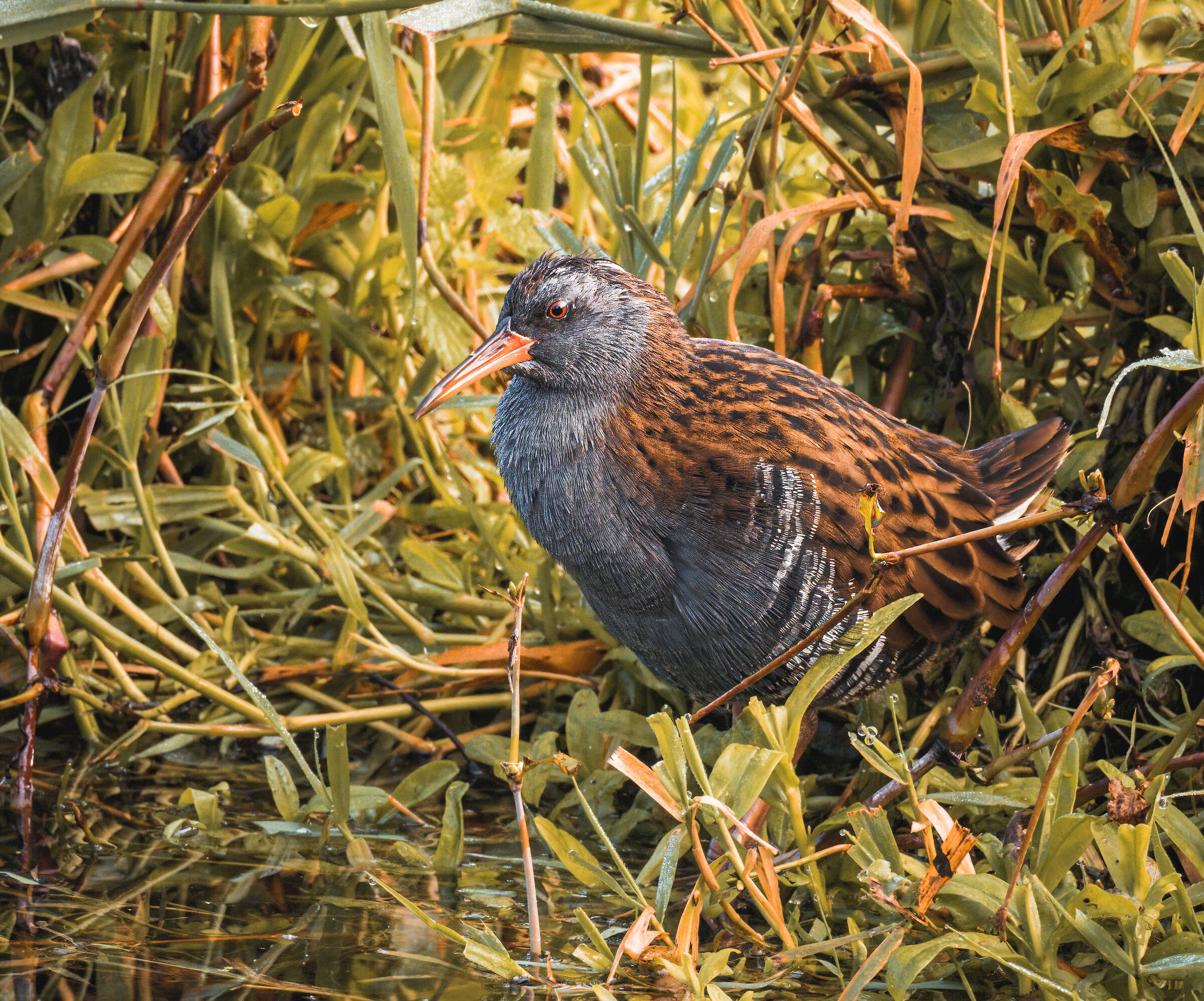 Water rail