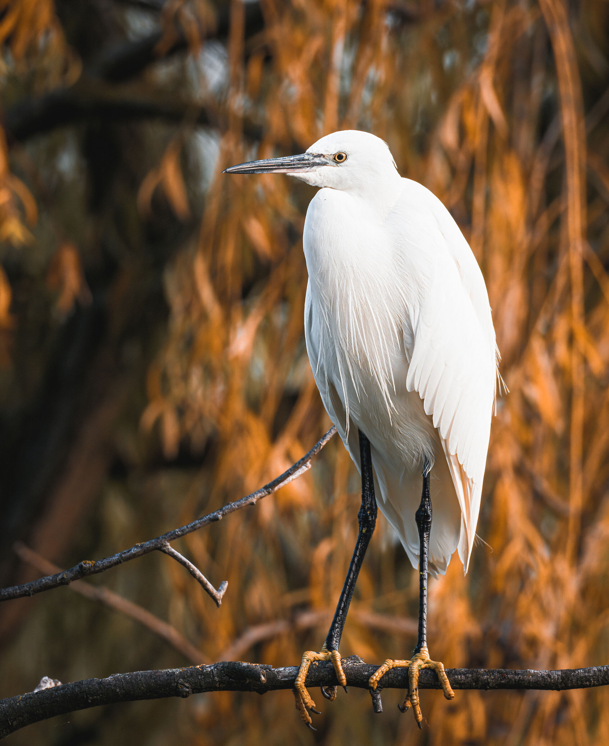 Egret
