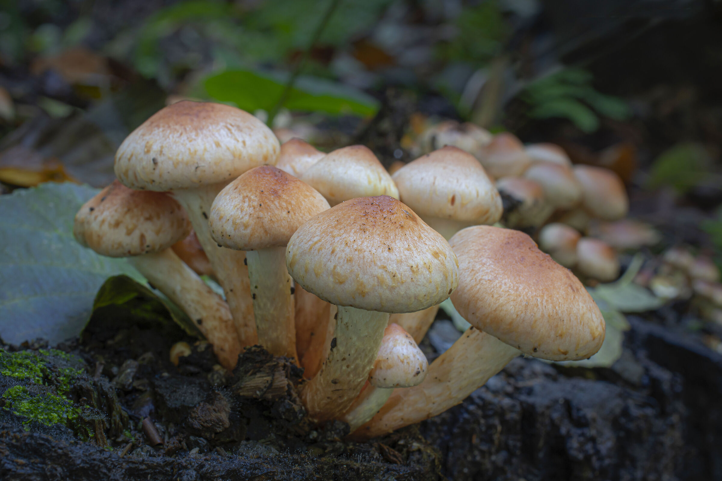 Una piccola famigliola...