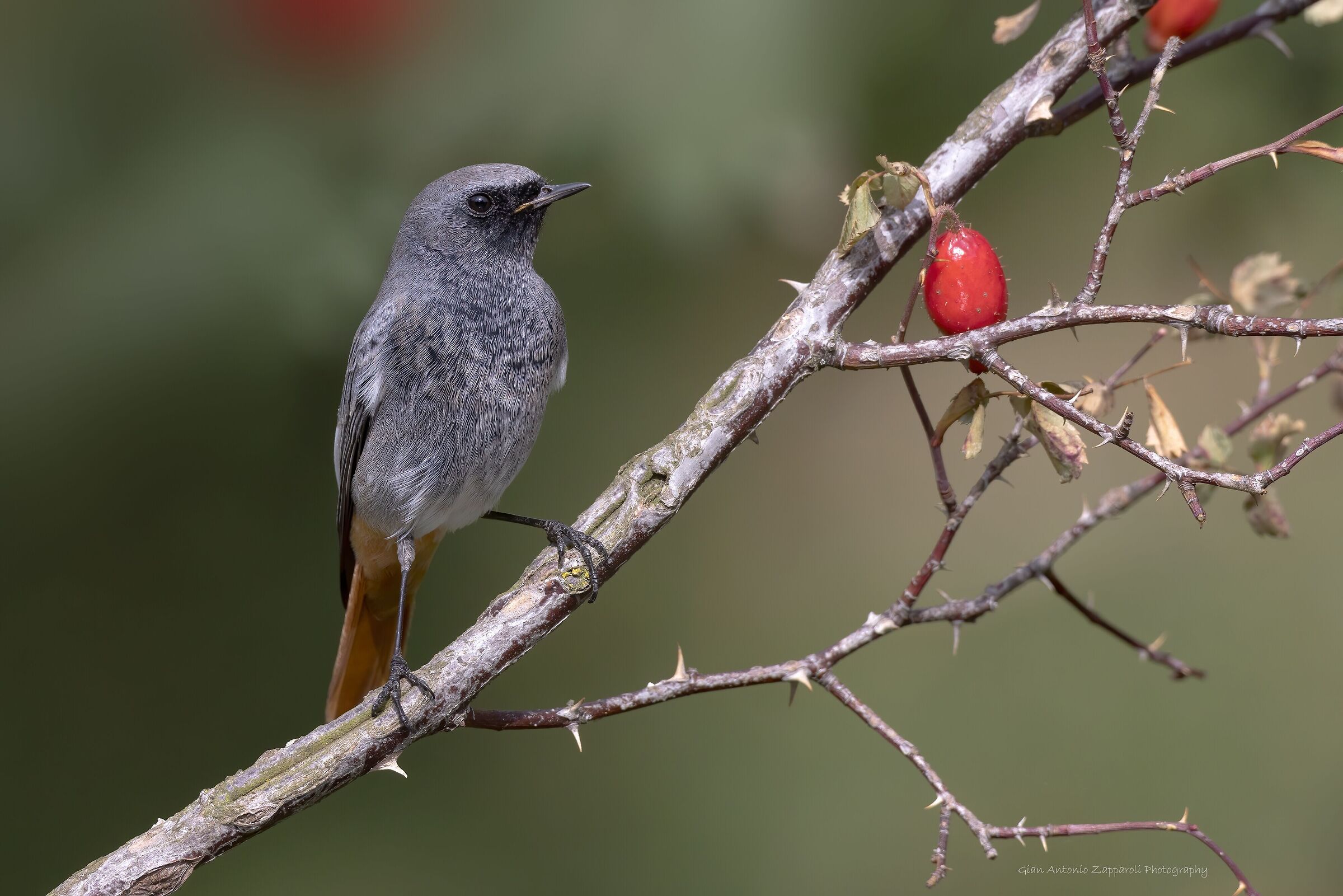 Codirosso spazzacamino (Phoenicurus ochruros) &male;
