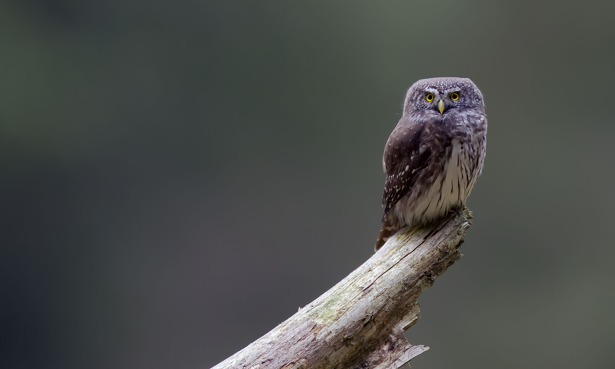 Dwarf Owl 2022