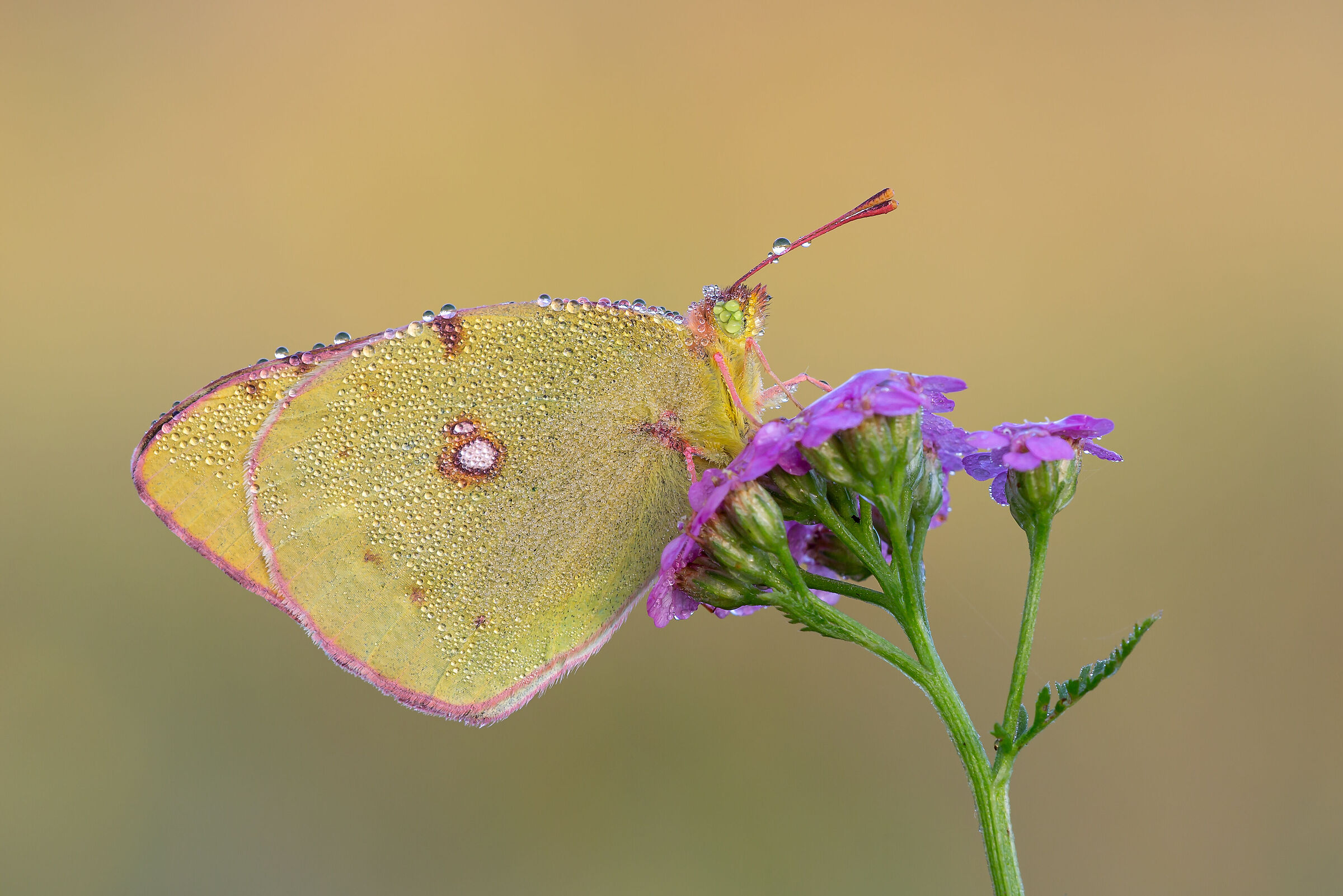 Pieris collisa crocea