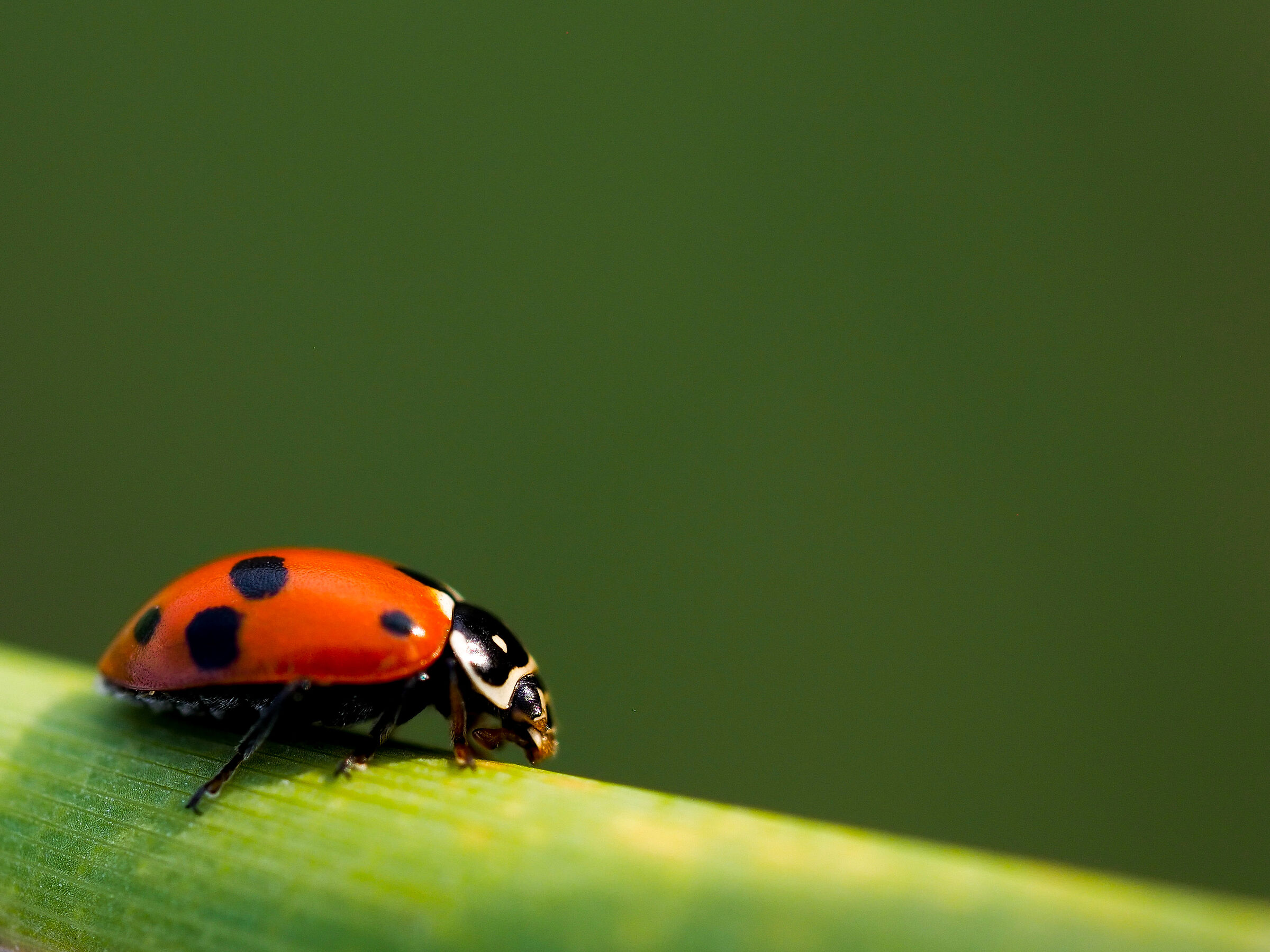 Ladybird