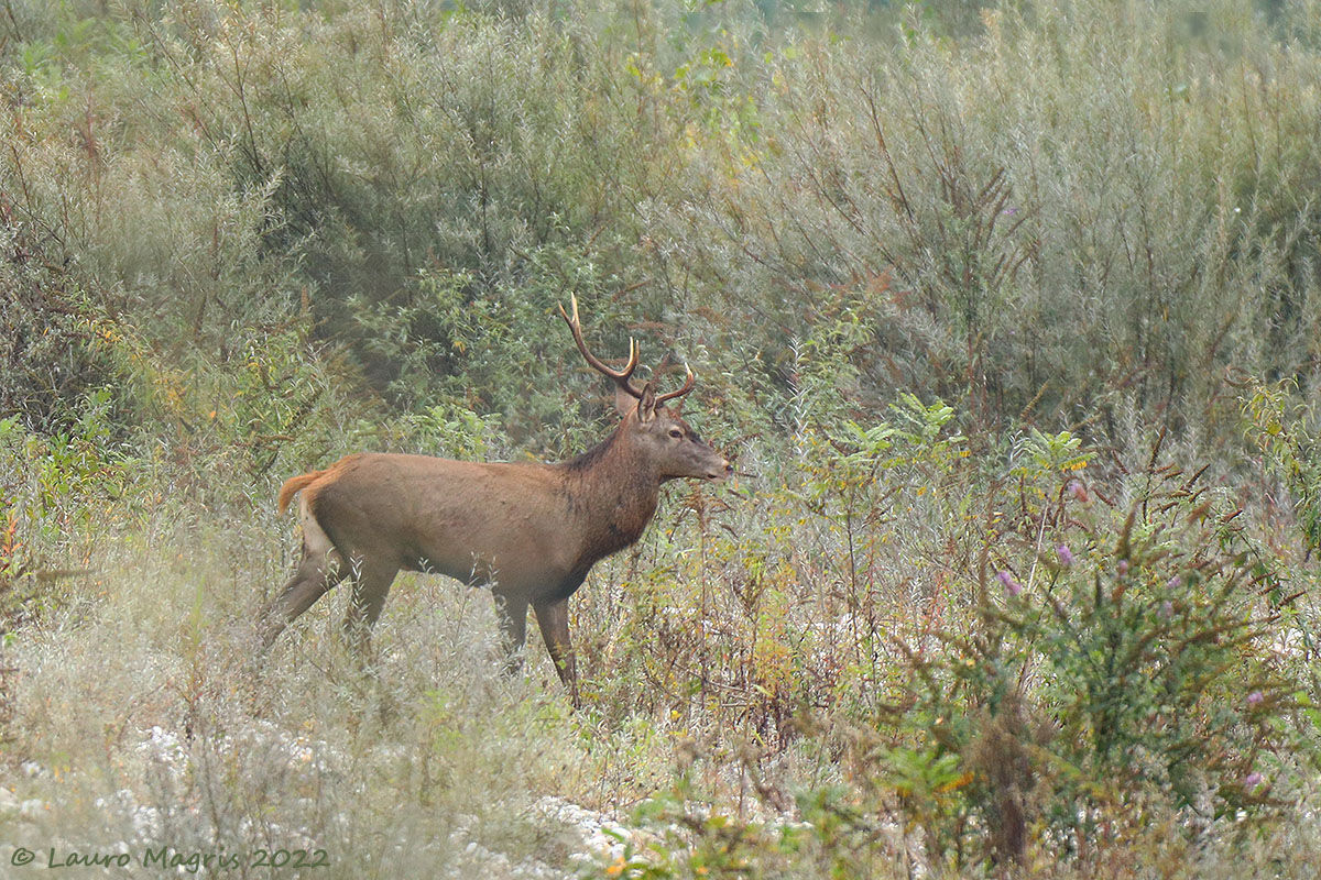 La nebbia si dissolve e appare lui