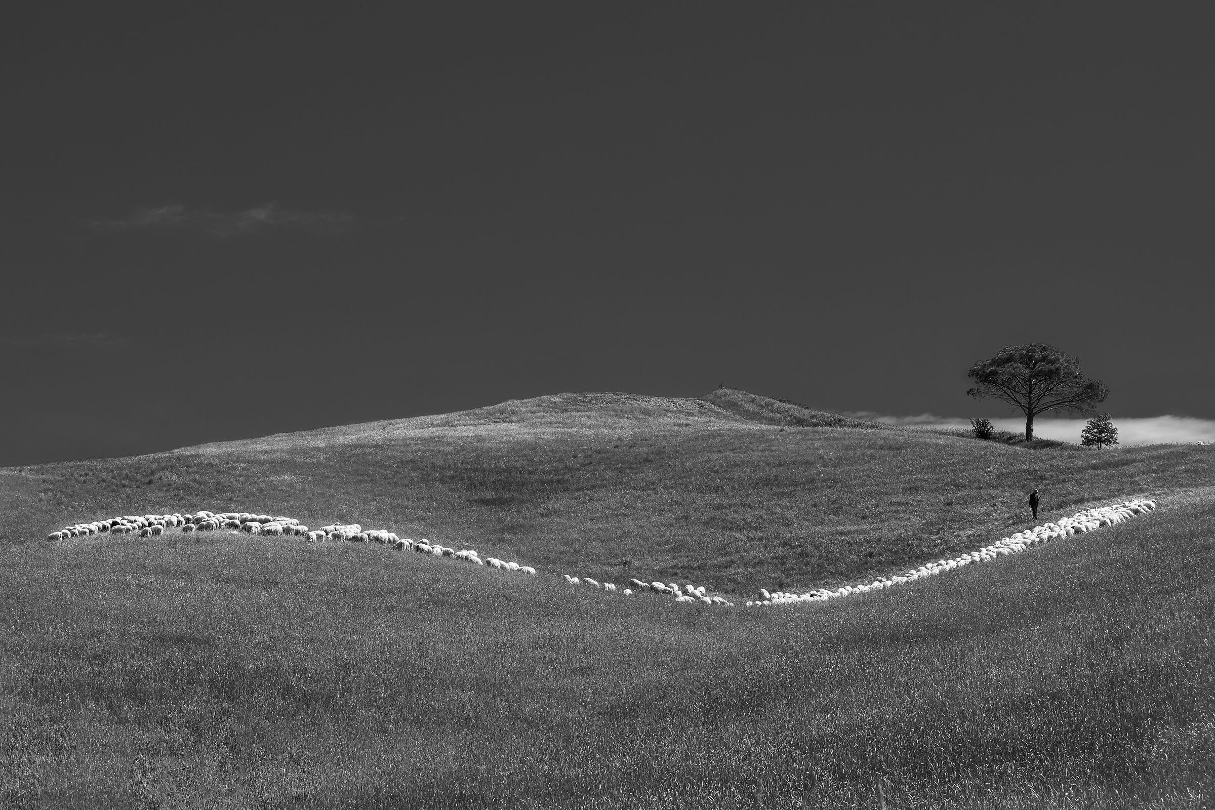 grazing