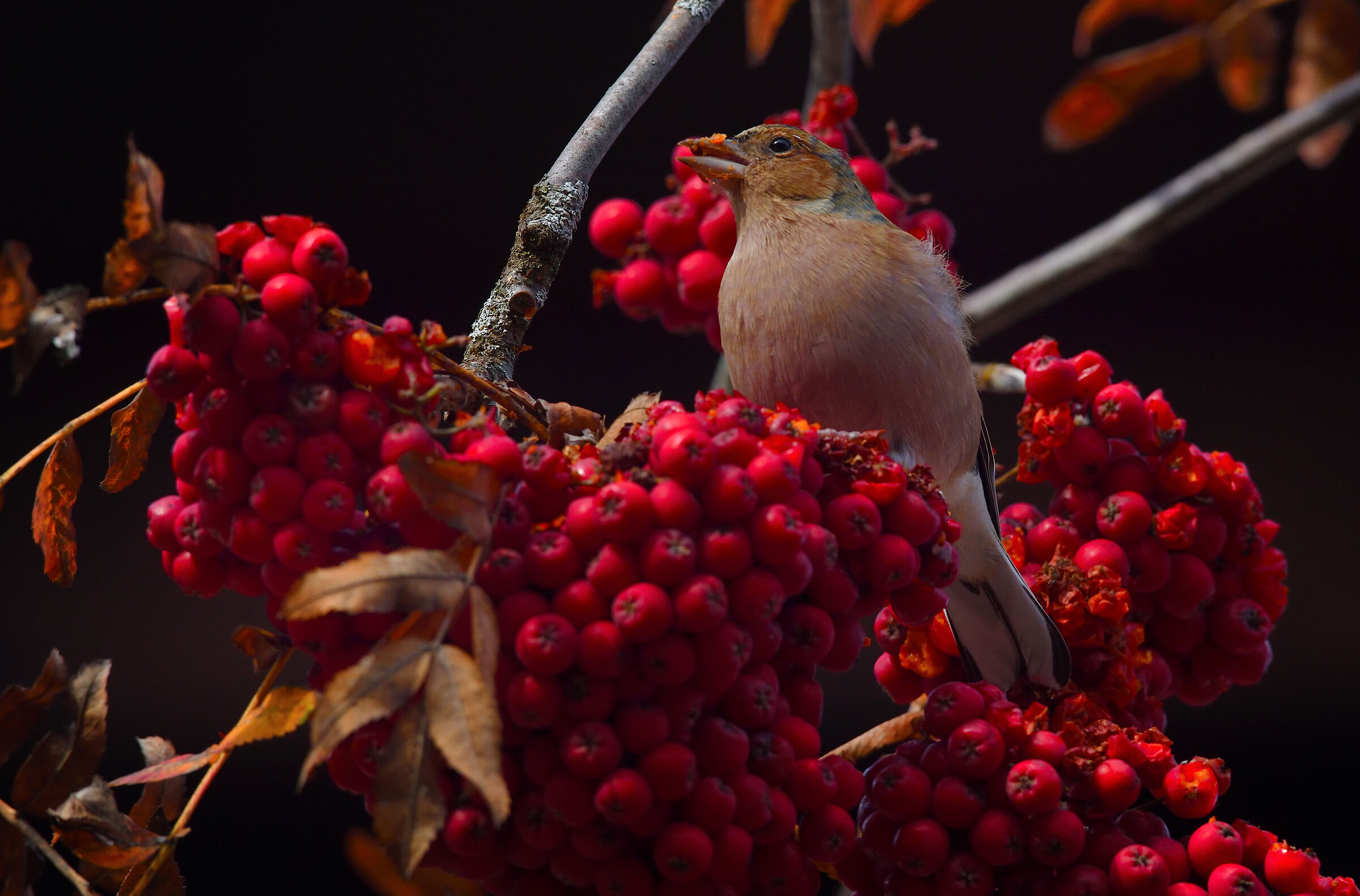 chaffinch on rowan