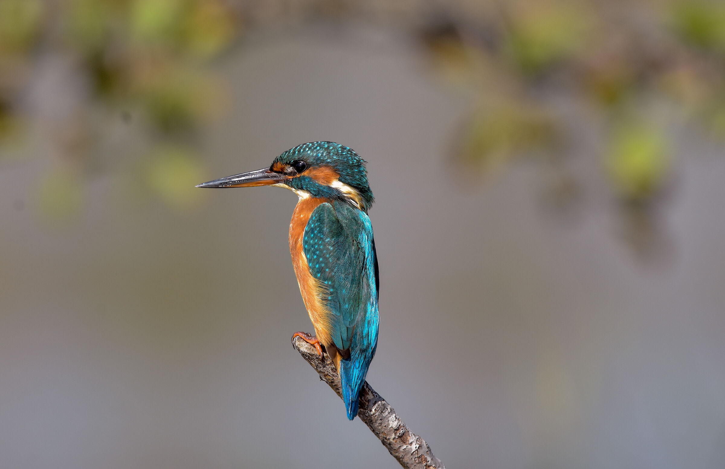 Kingfisher