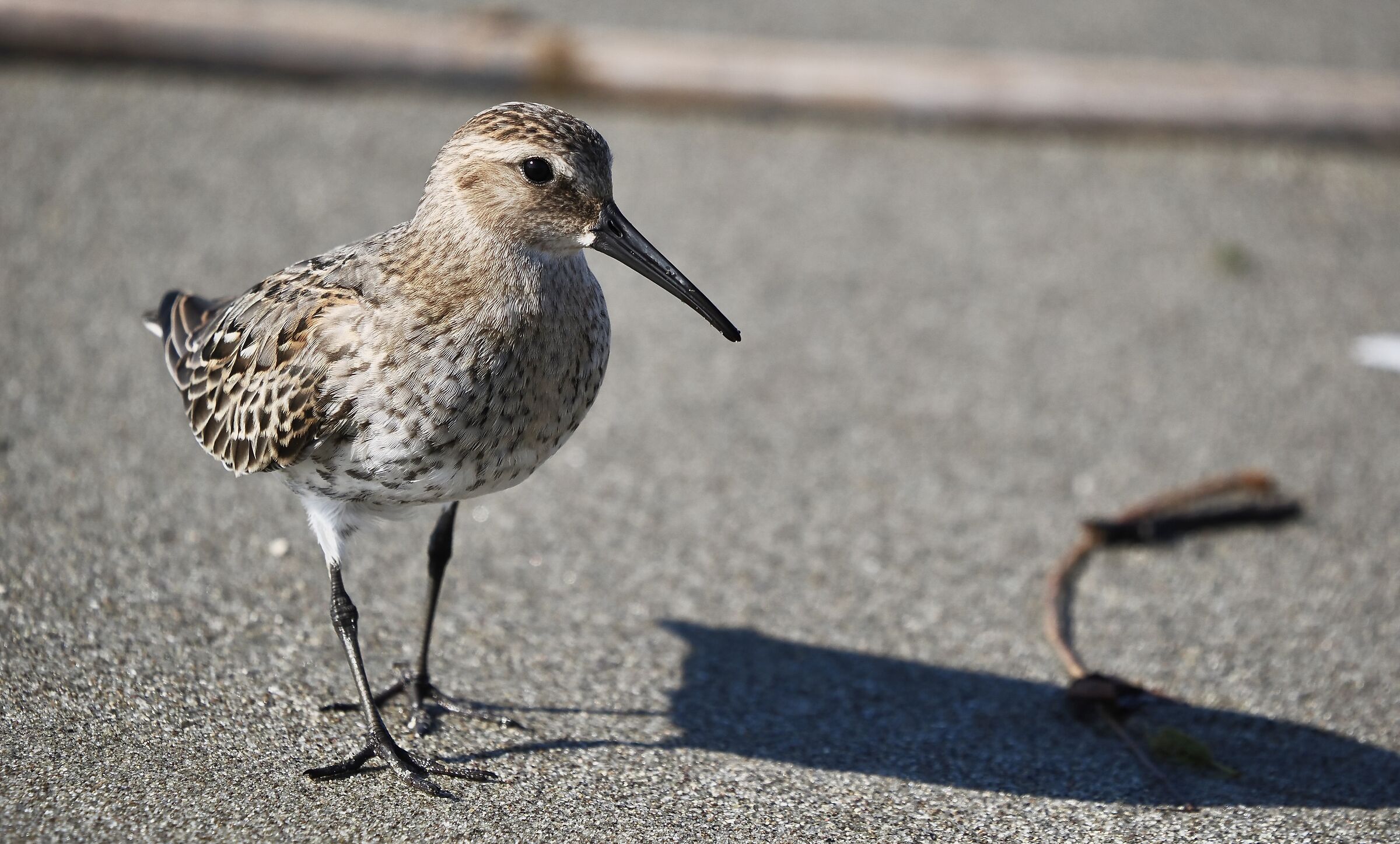 Piovanello Pancianera