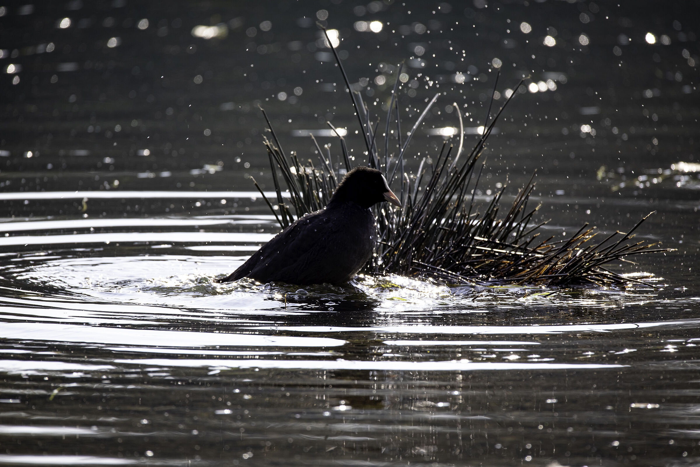 é l'ora del bagnetto