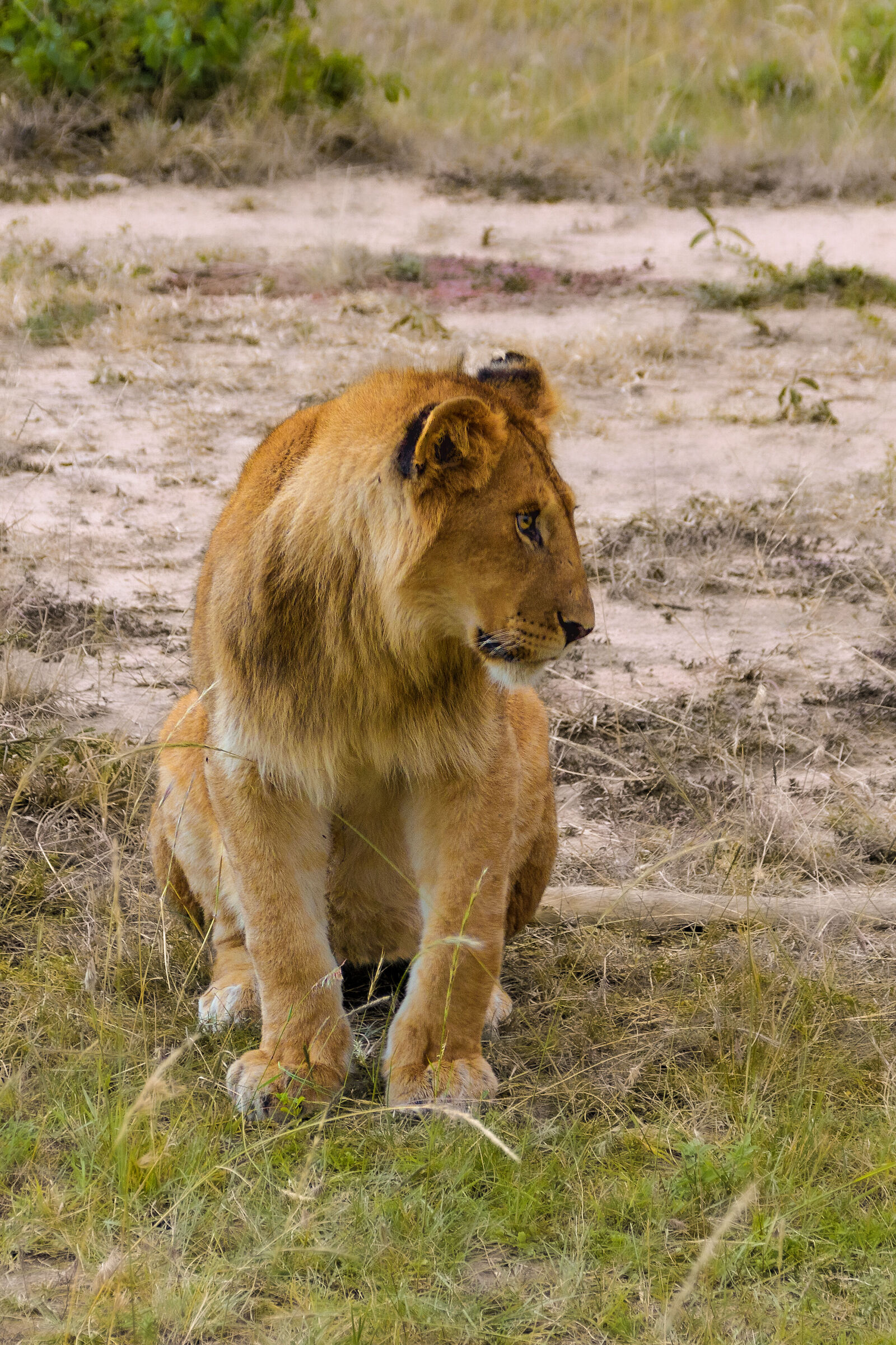 An engrossed lioness