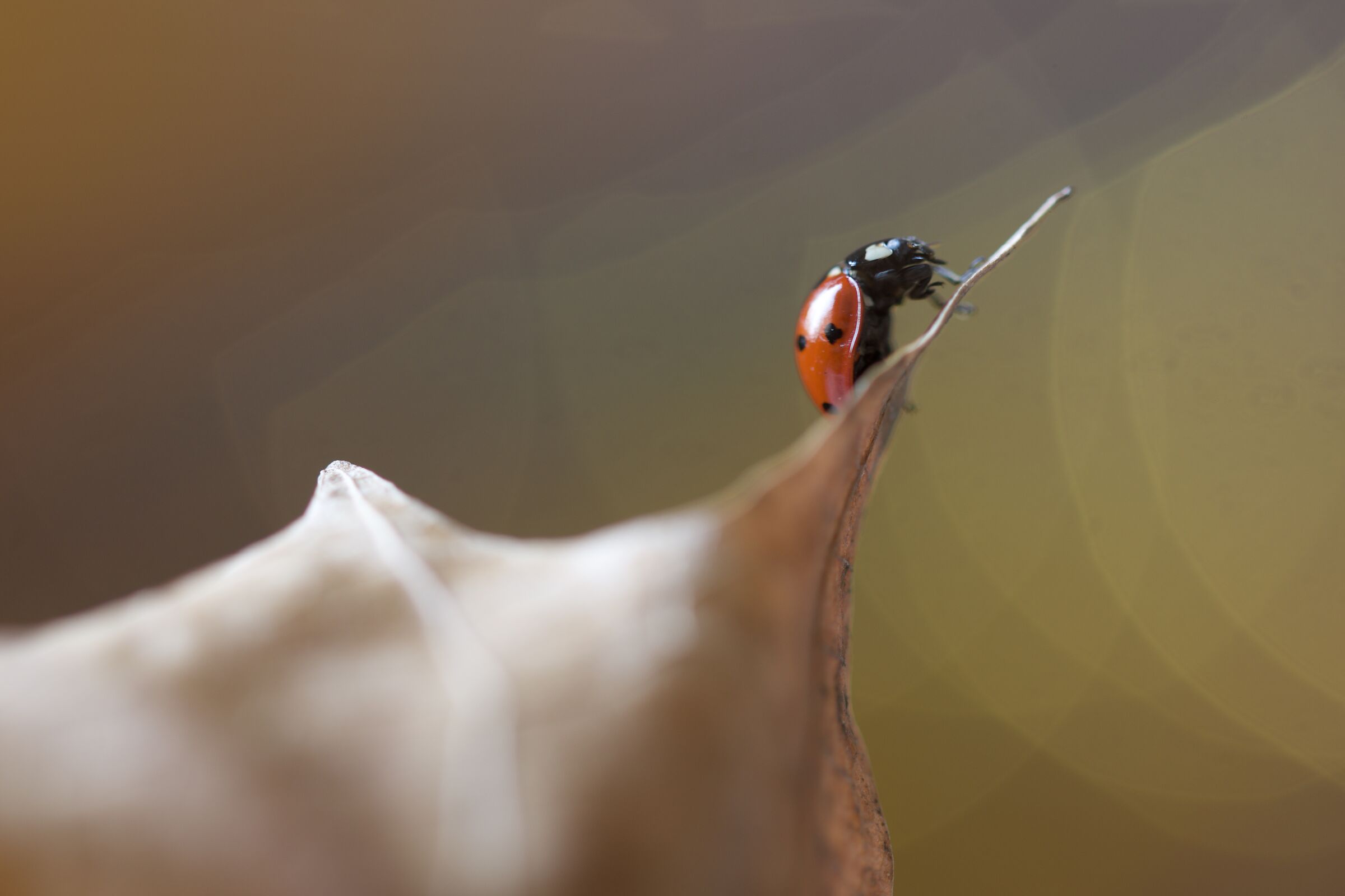 Ladybug