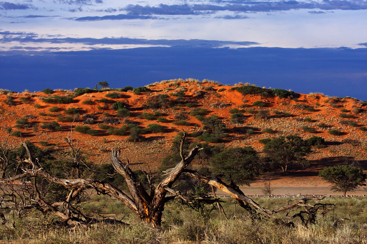 The dunes at sunset