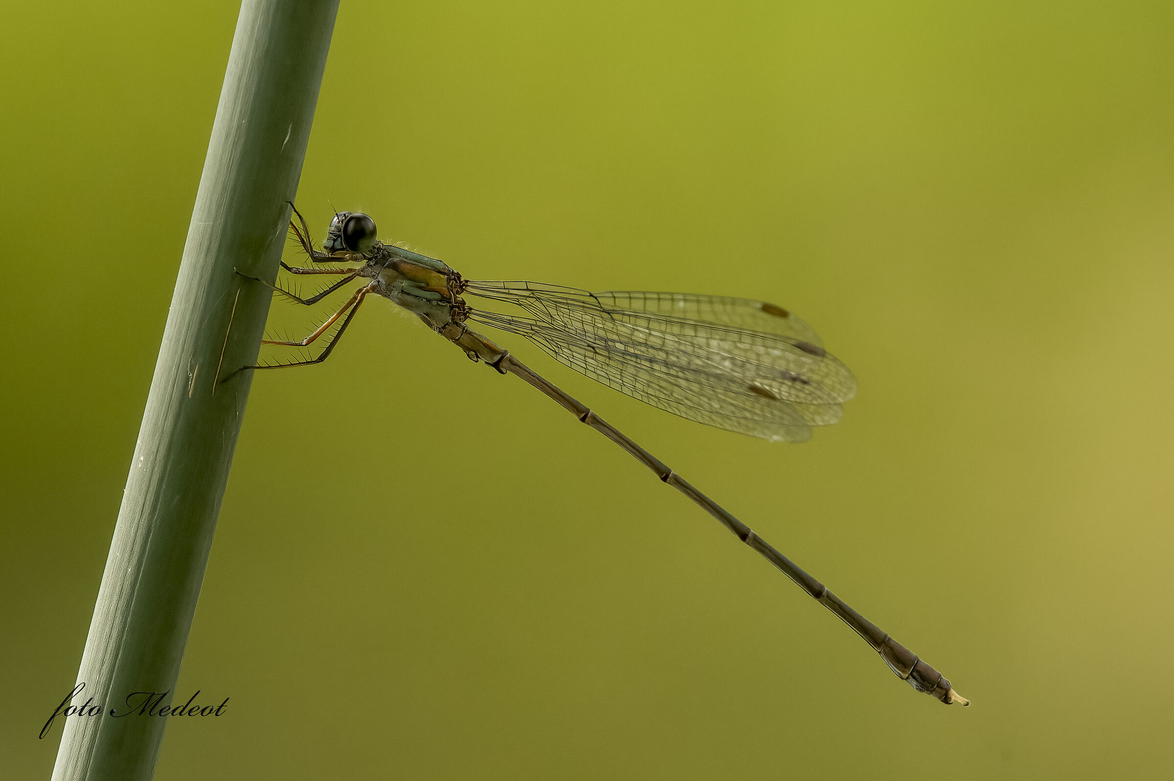Libellula