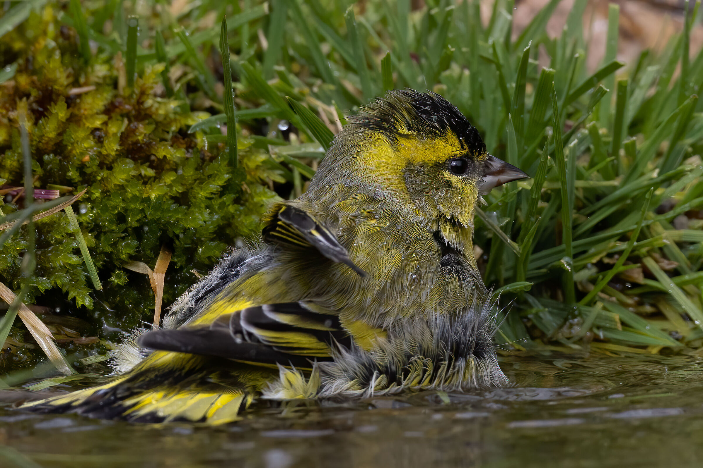 Lucherino &male; (Spinus spinus)
