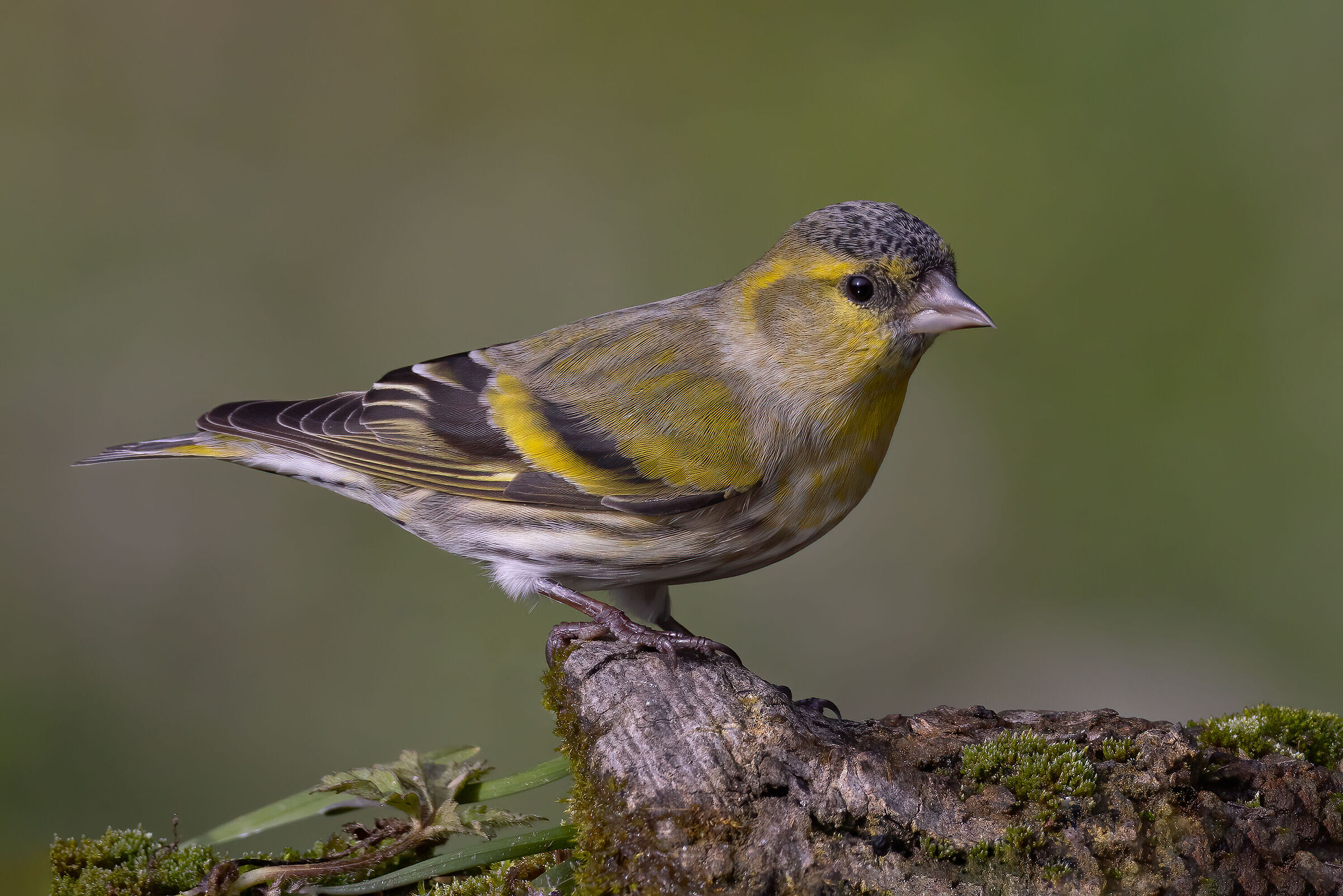 Lucherino &male; (Spinus spinus)