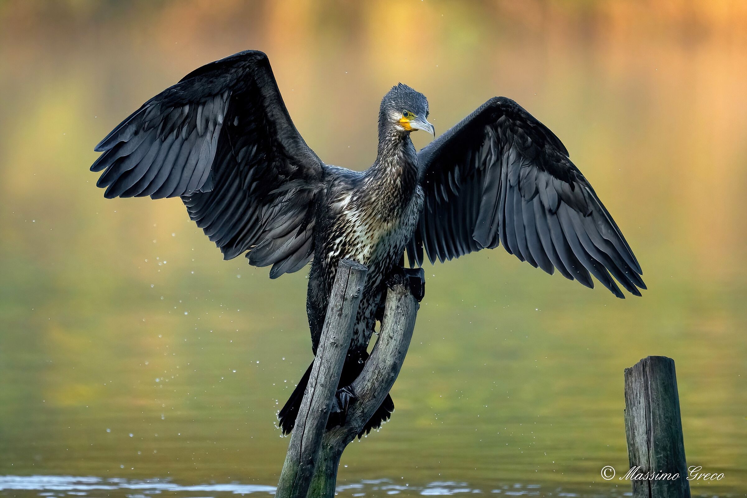 Cormorano (Phalacrocorax carbo)