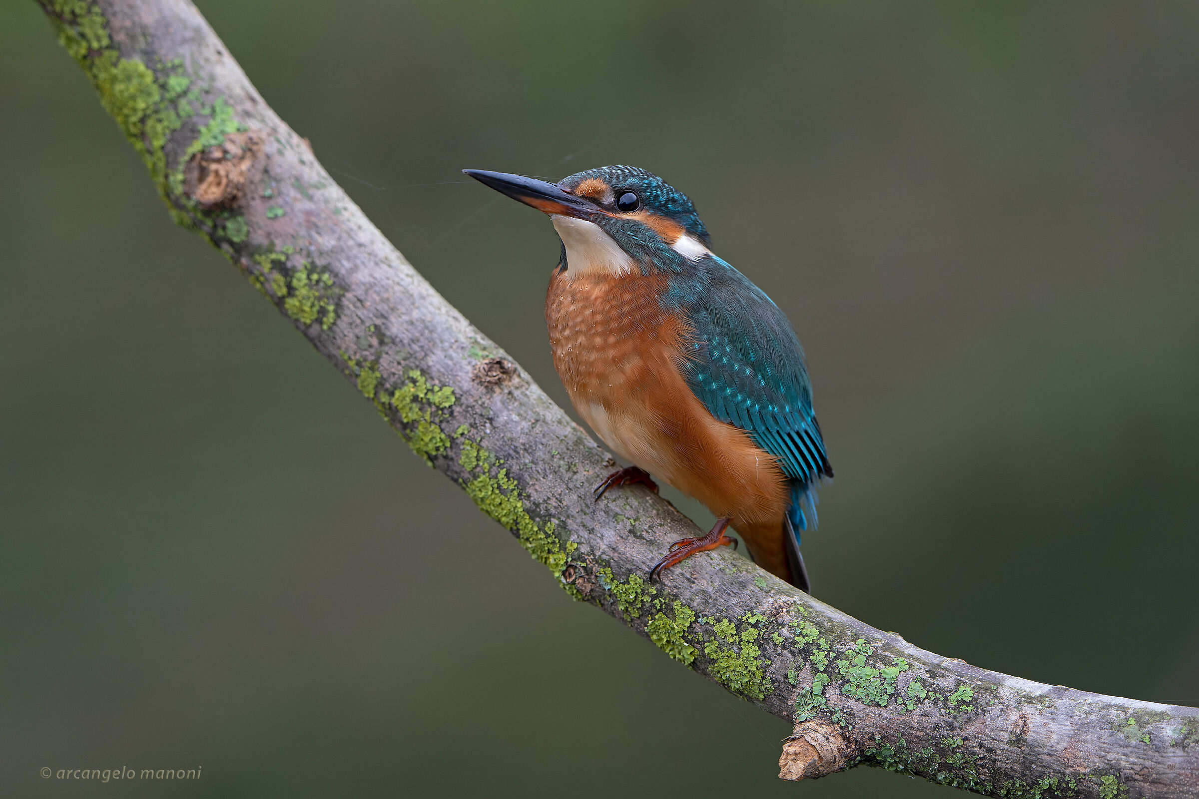 This morning's martina