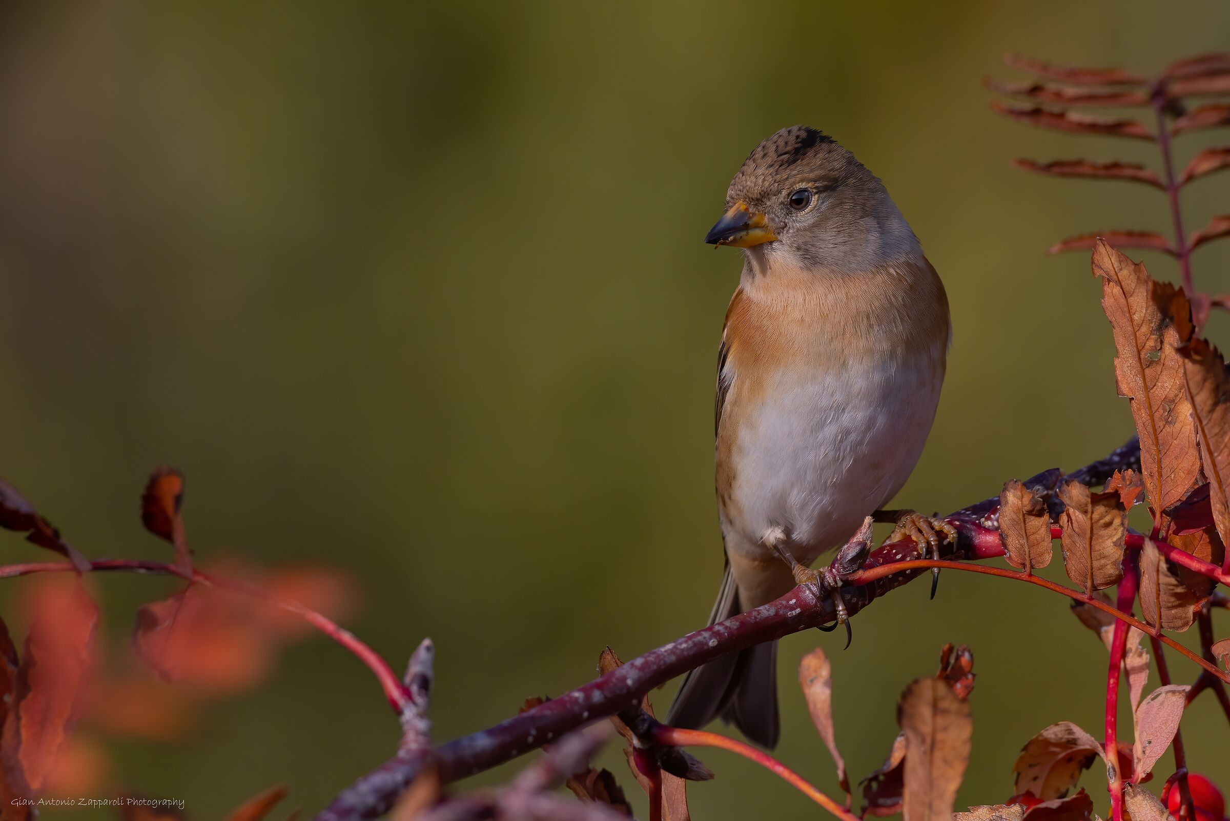 Peppola (Fringilla montifringilla)