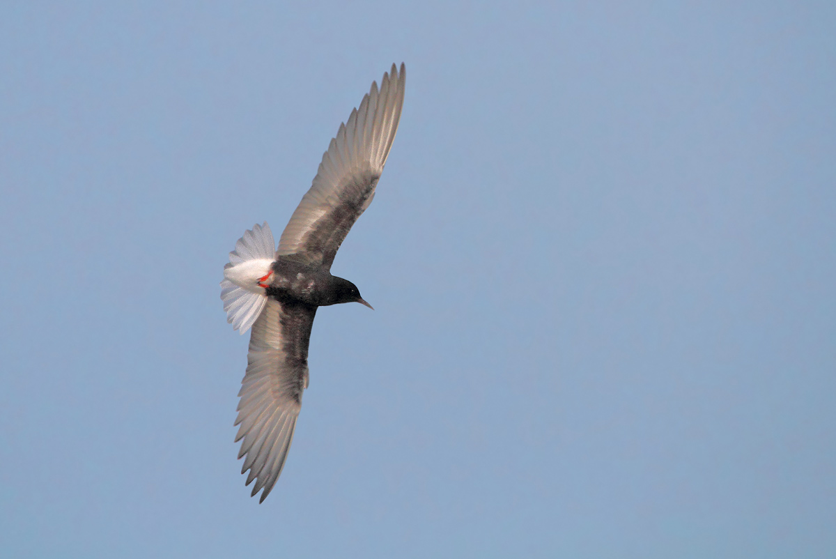 White-winged Black Tern