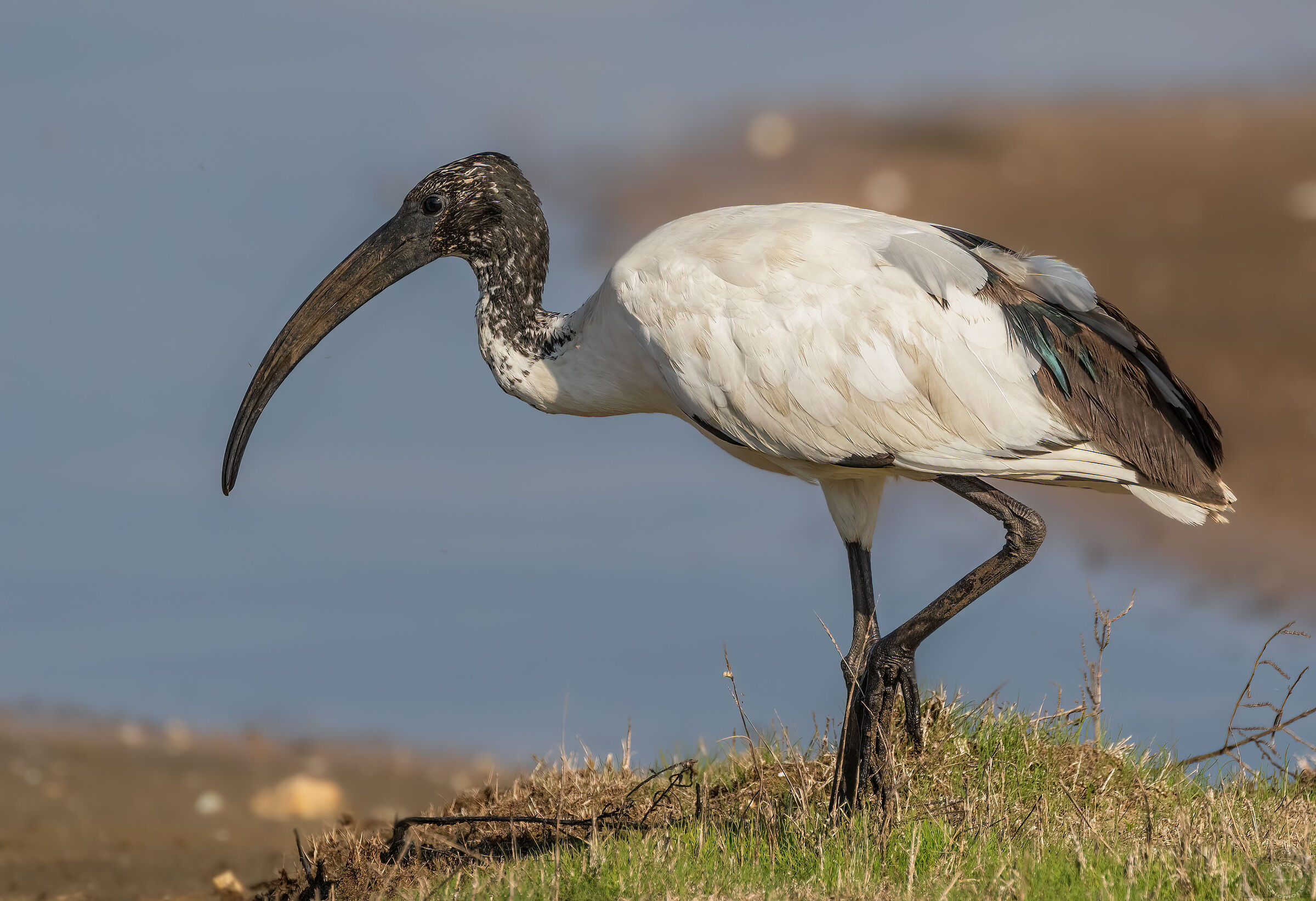 Sacred ibis.