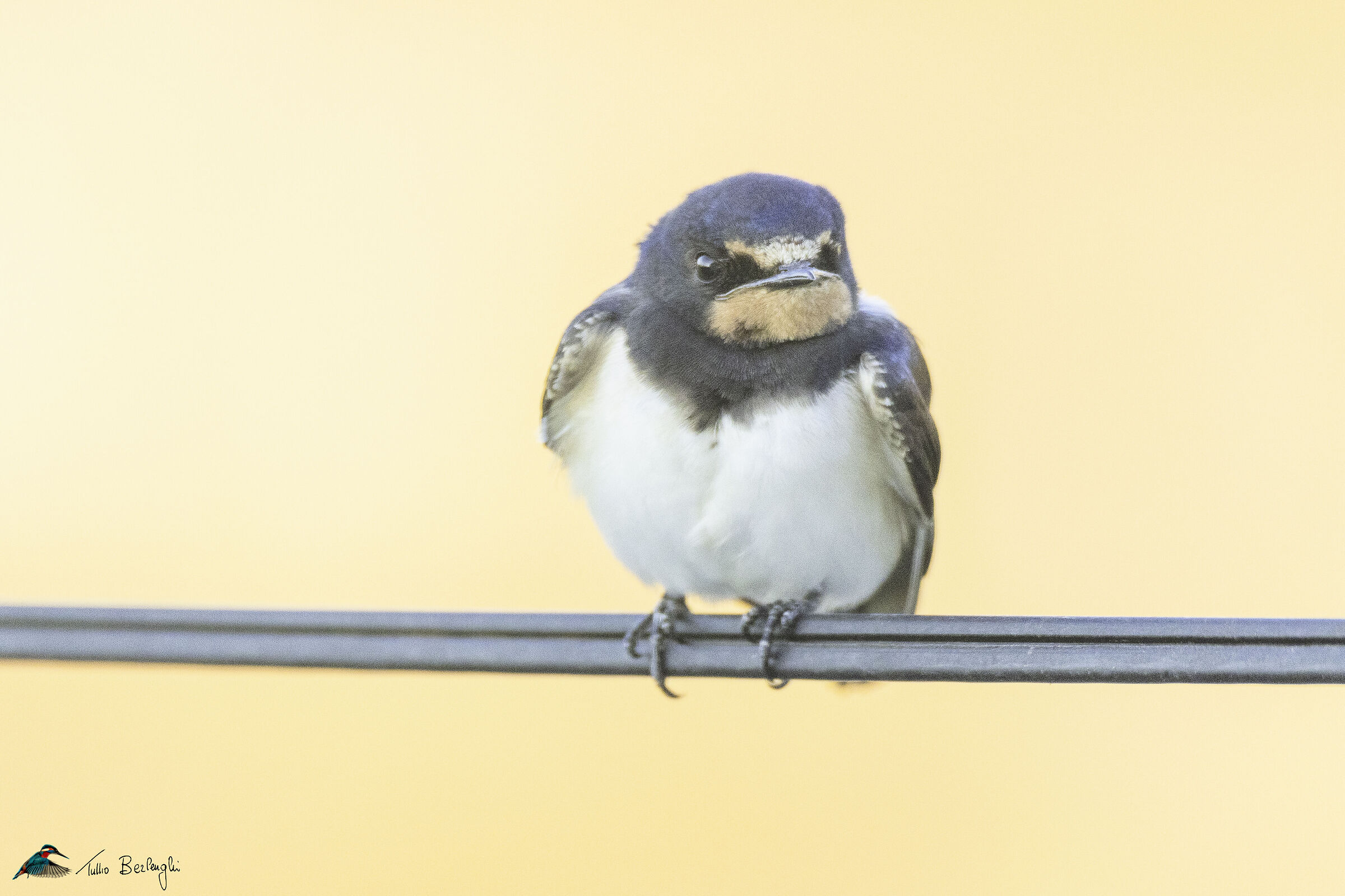 Swallow
