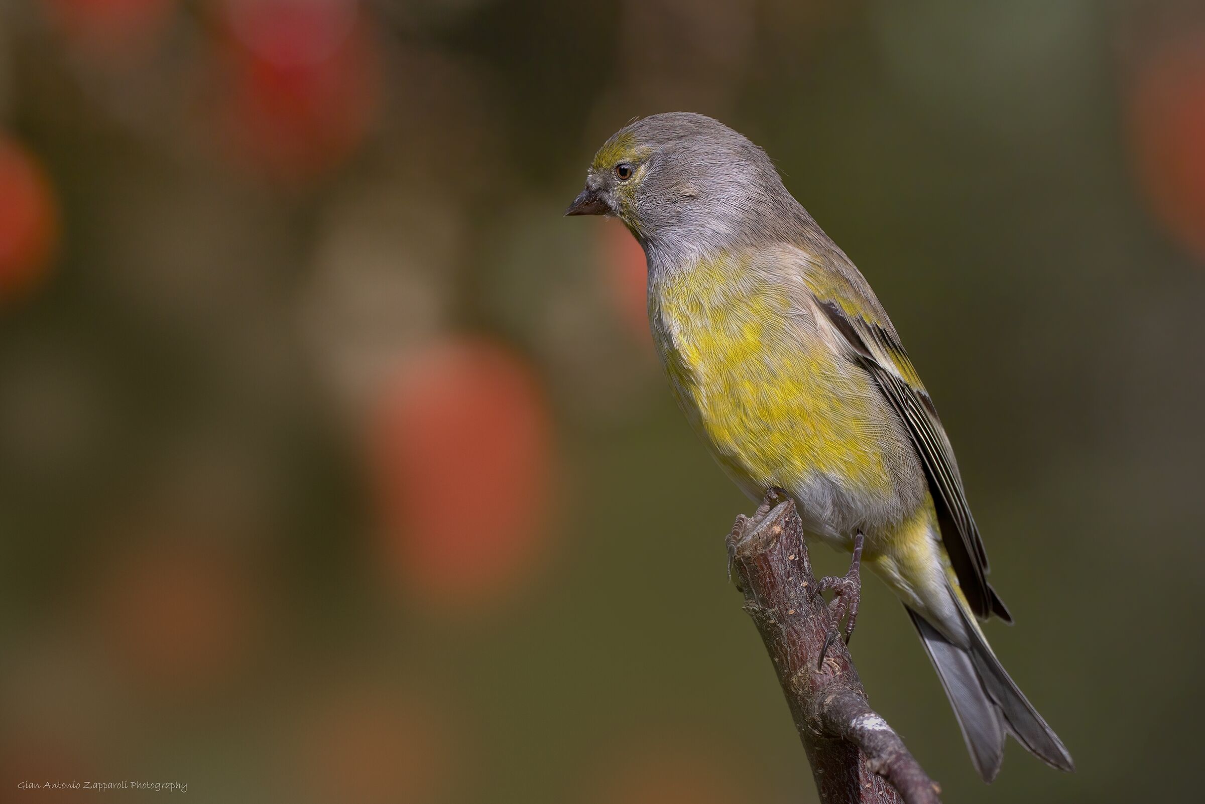 Venturone alpino (Carduelis citrinella)