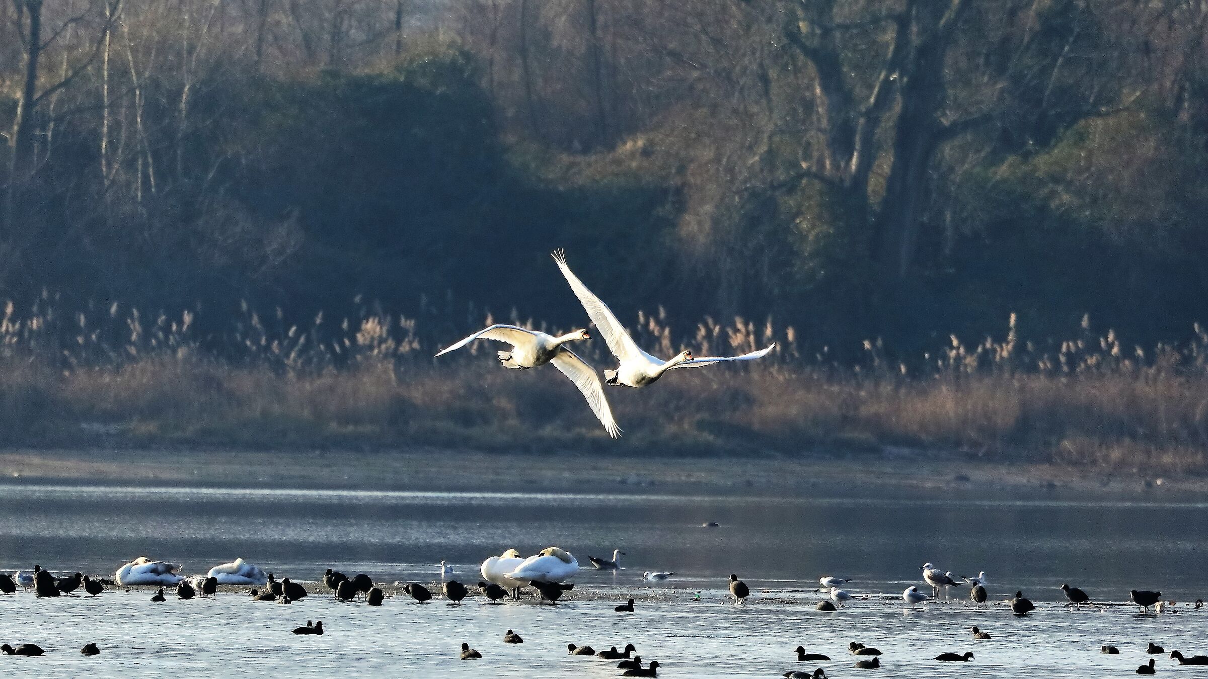 Cigni r 19 gen 2022 -- 144