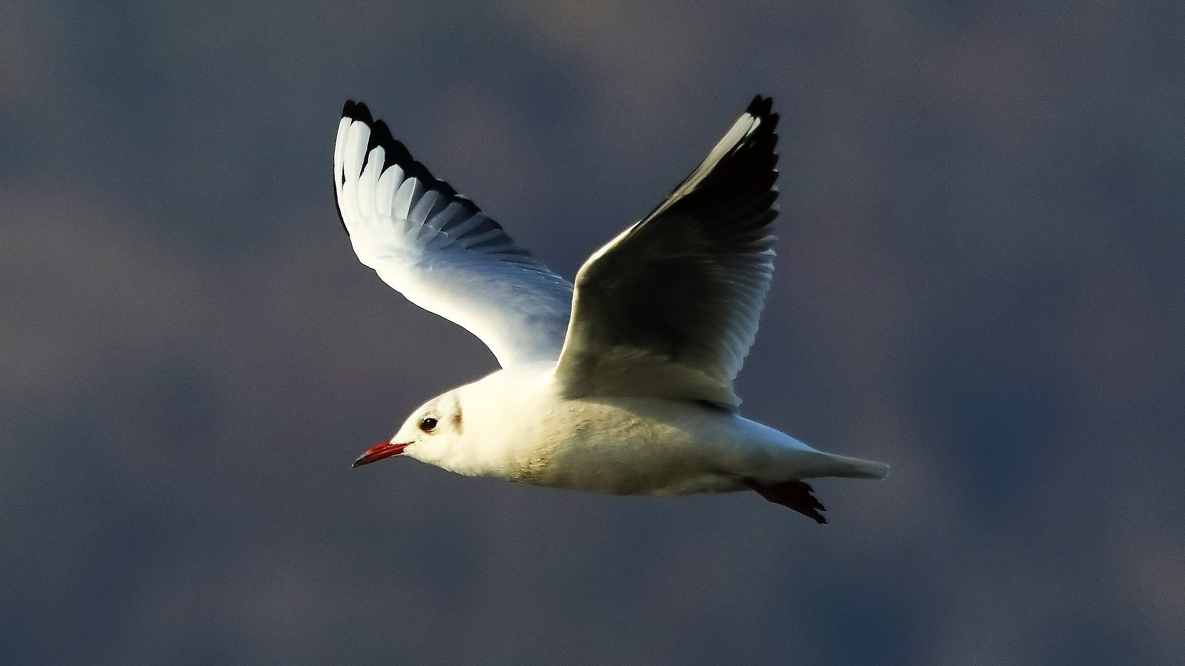 Gabbiano t 19 gen 2022 -- 166