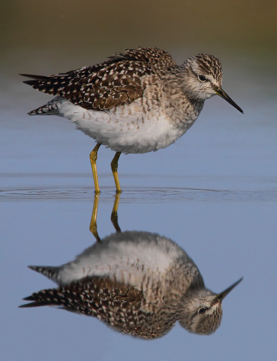 Sandpiper Sandpiper