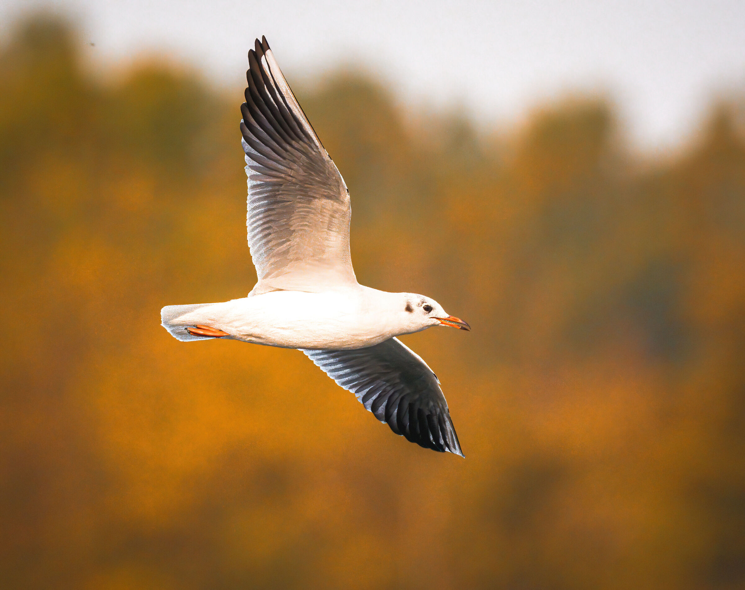 Test in flight