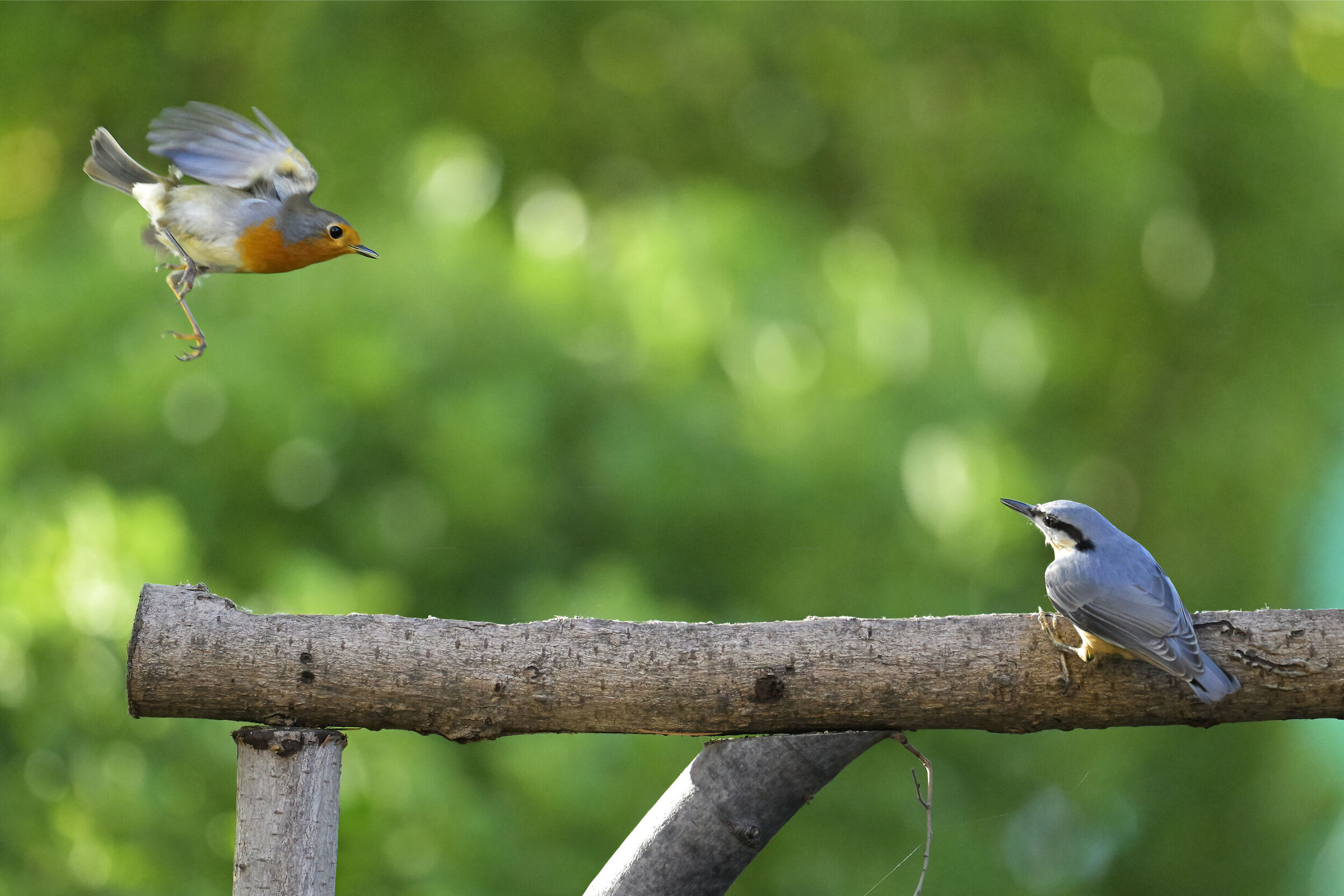 Robin vs Woodpecker Mason