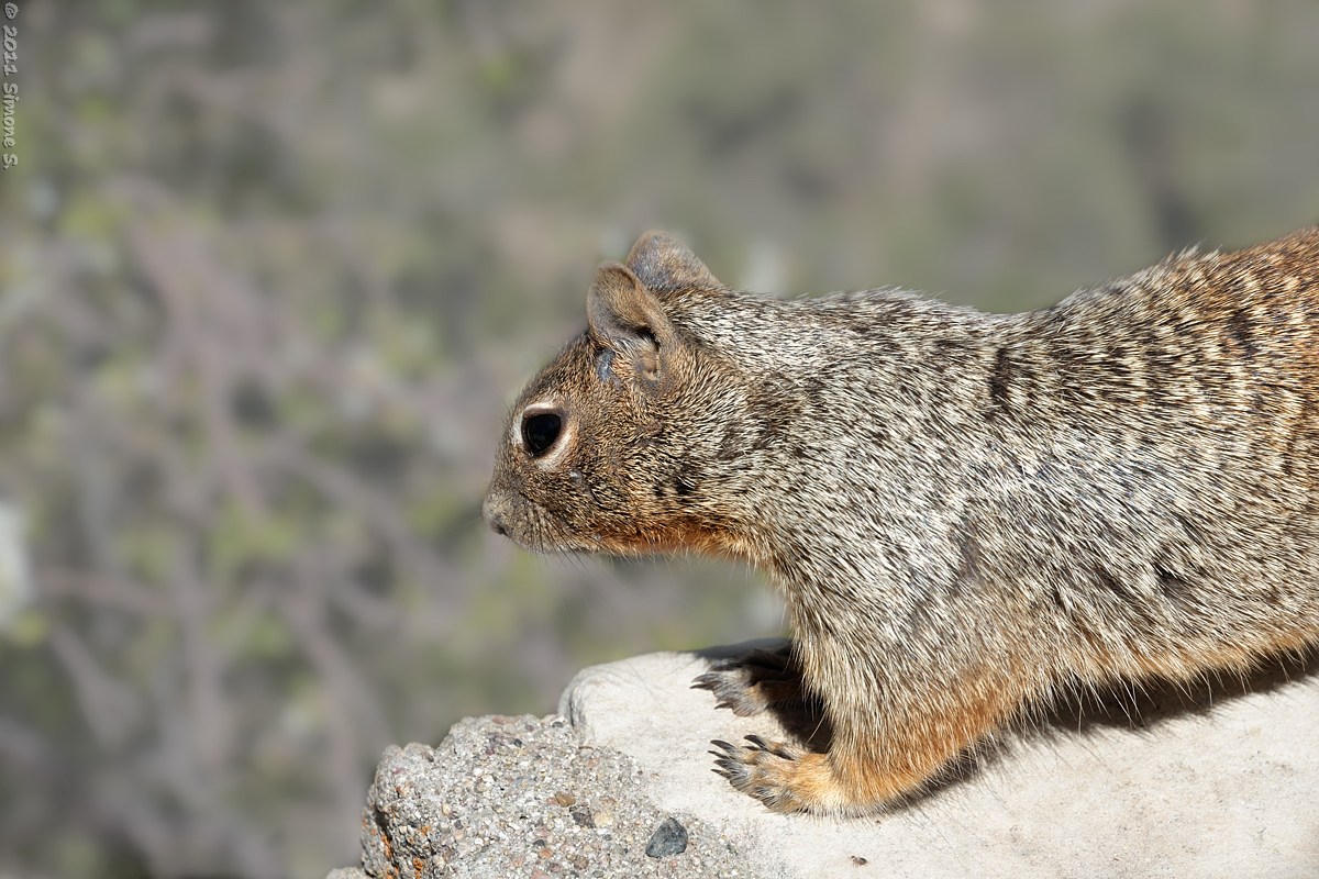 Tamiasciurus hudsonicus