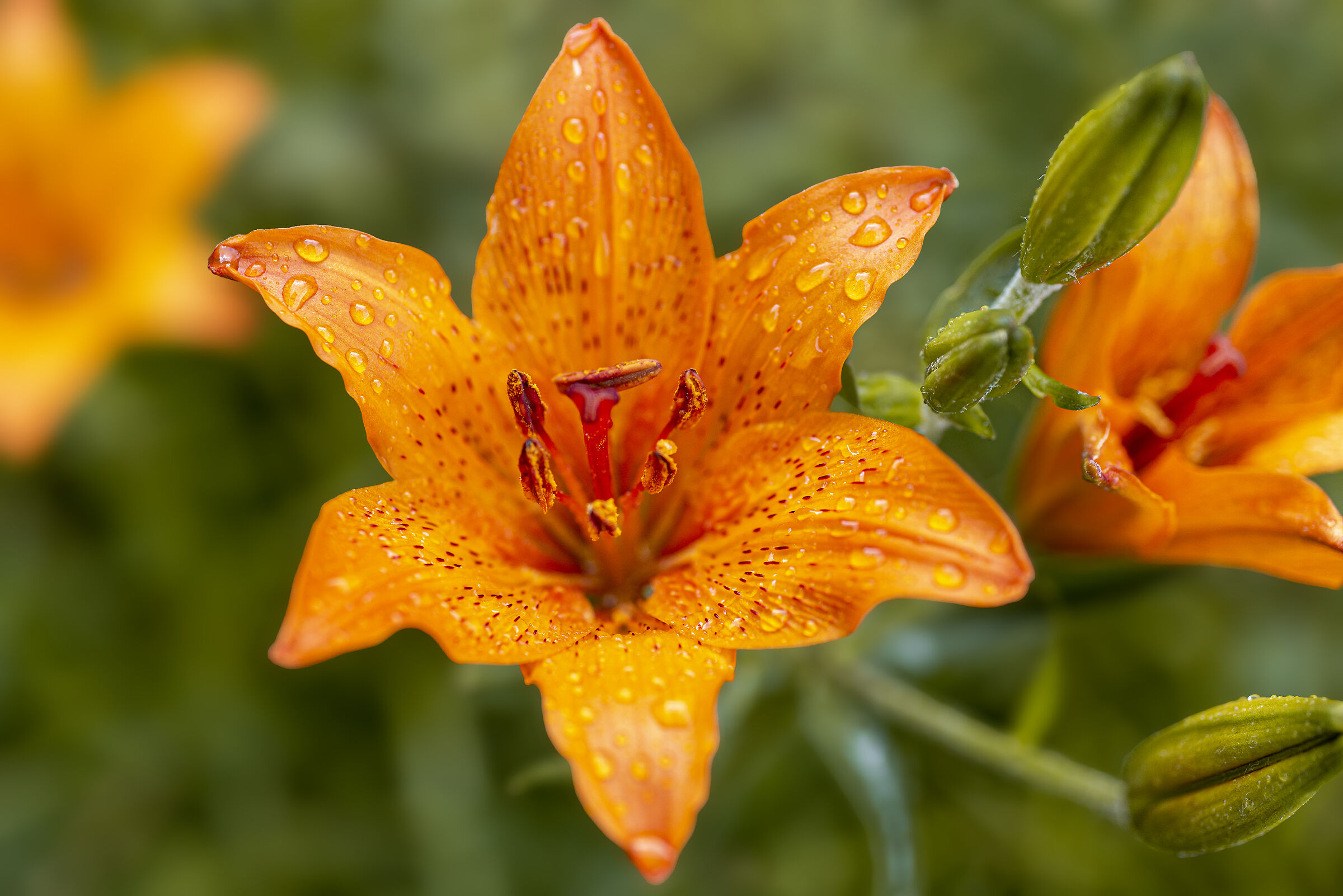 Lilium bulbiferum