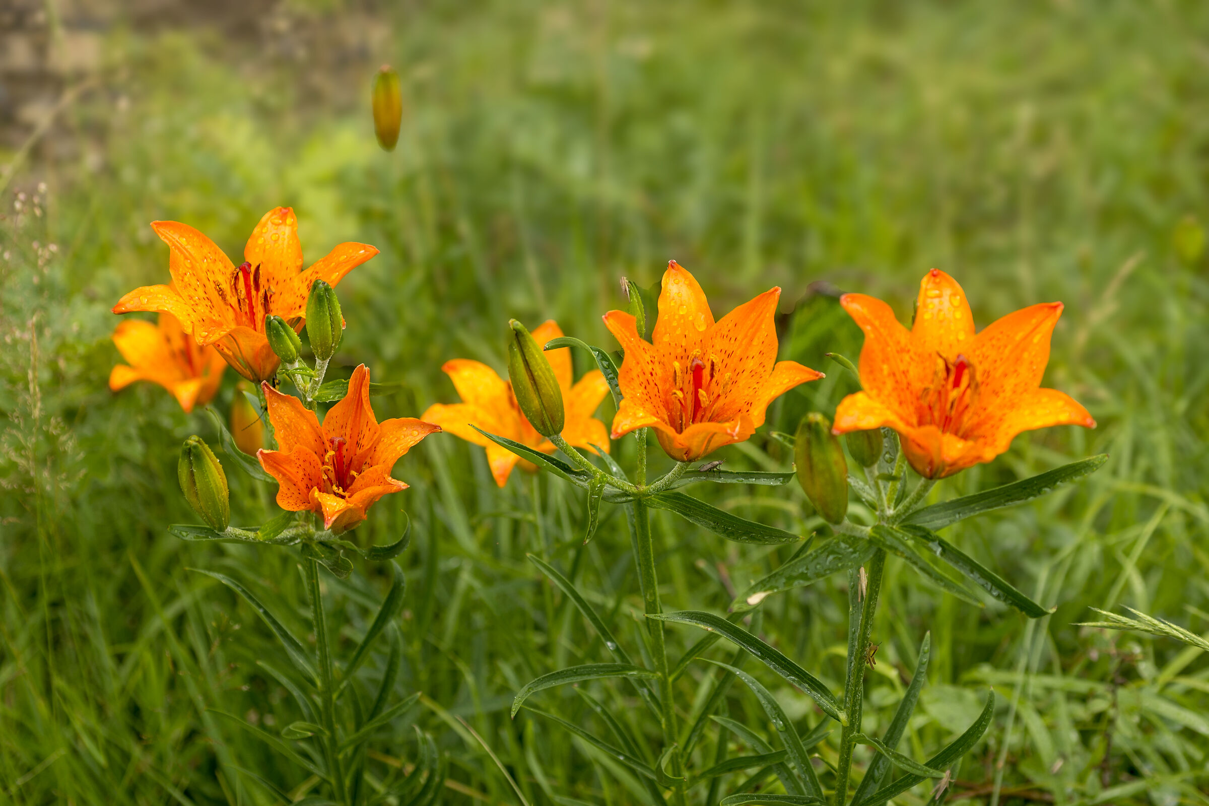 Lilium bulbiferum Station