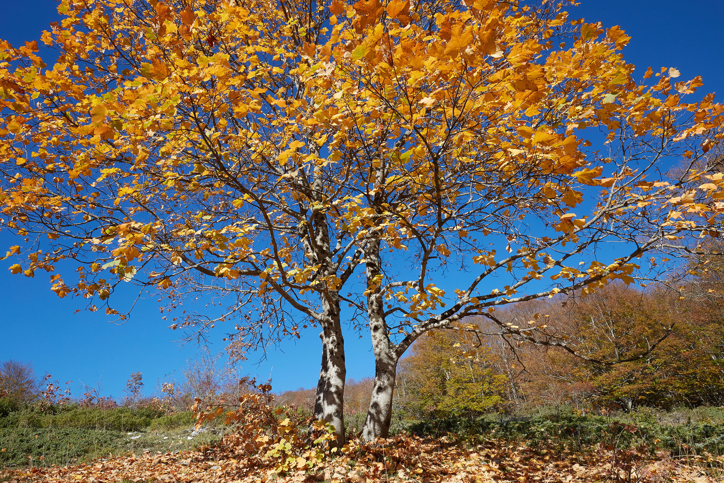 Colori autunnali -Bosco del Monte Porrara-Maiella