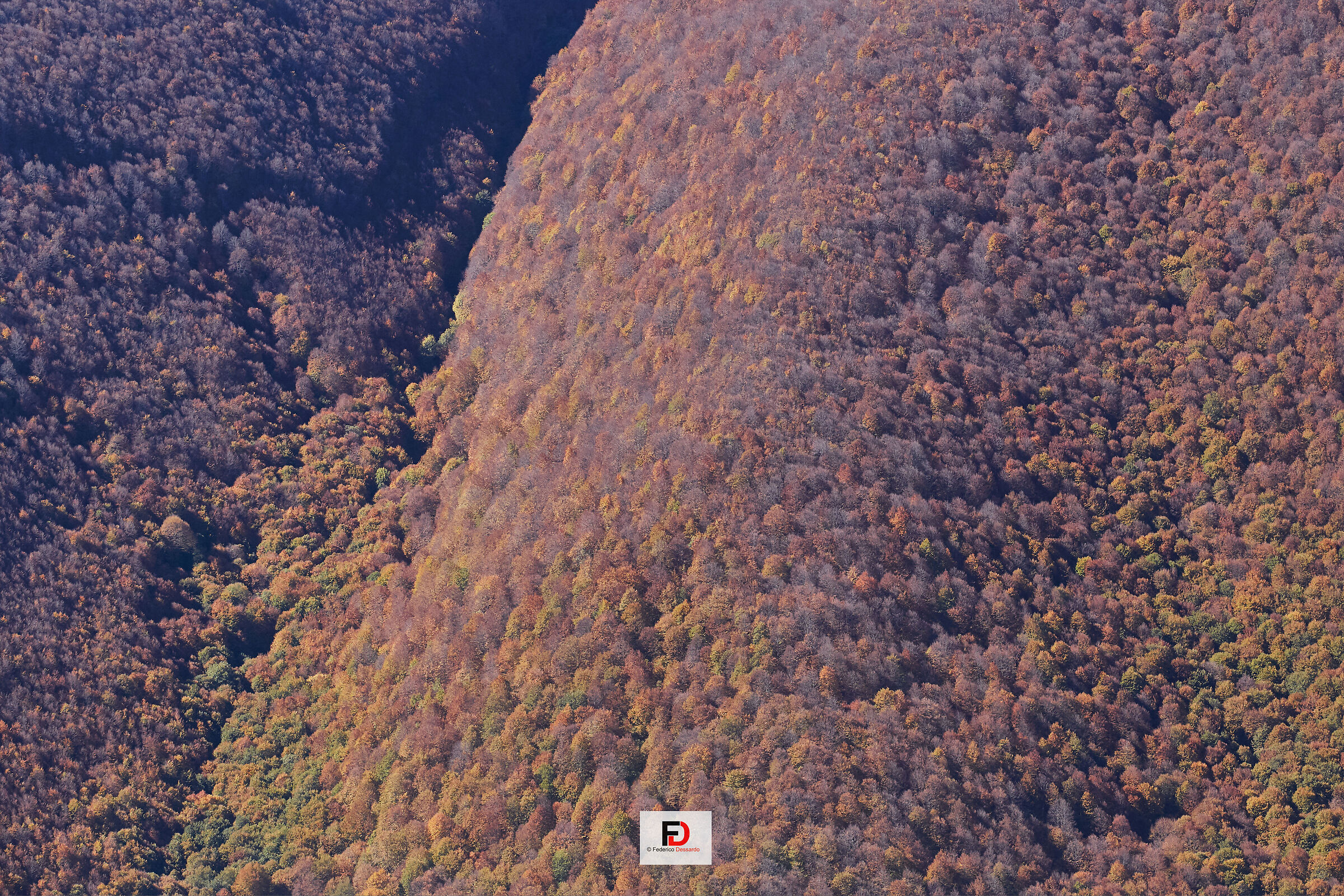 I boschi dei Quarti sugli altipiani maggiori-Maiella