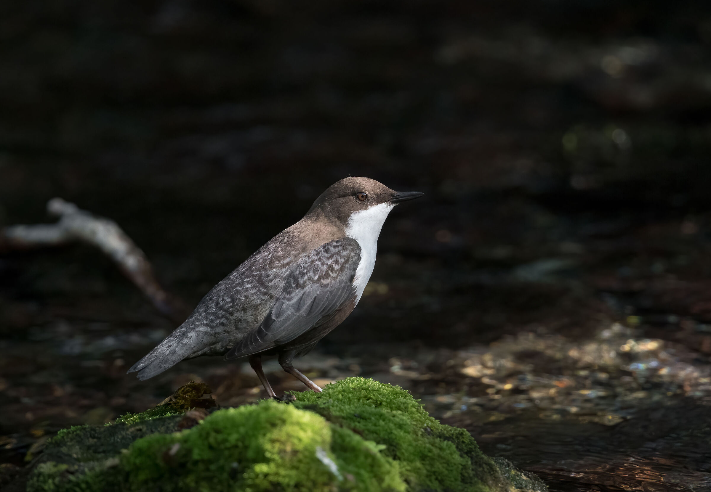 White-throated dipper