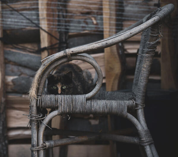 Foto