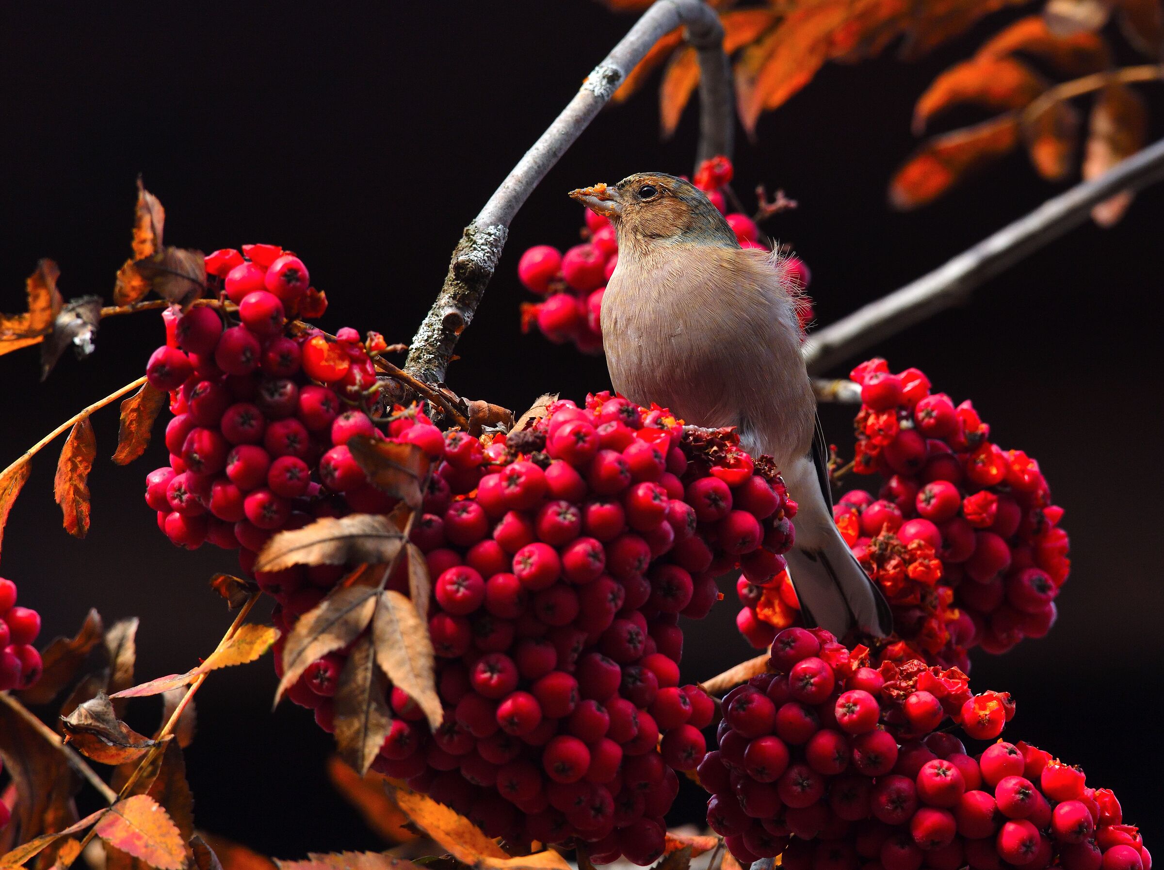 Chaffinch on rowan 2..