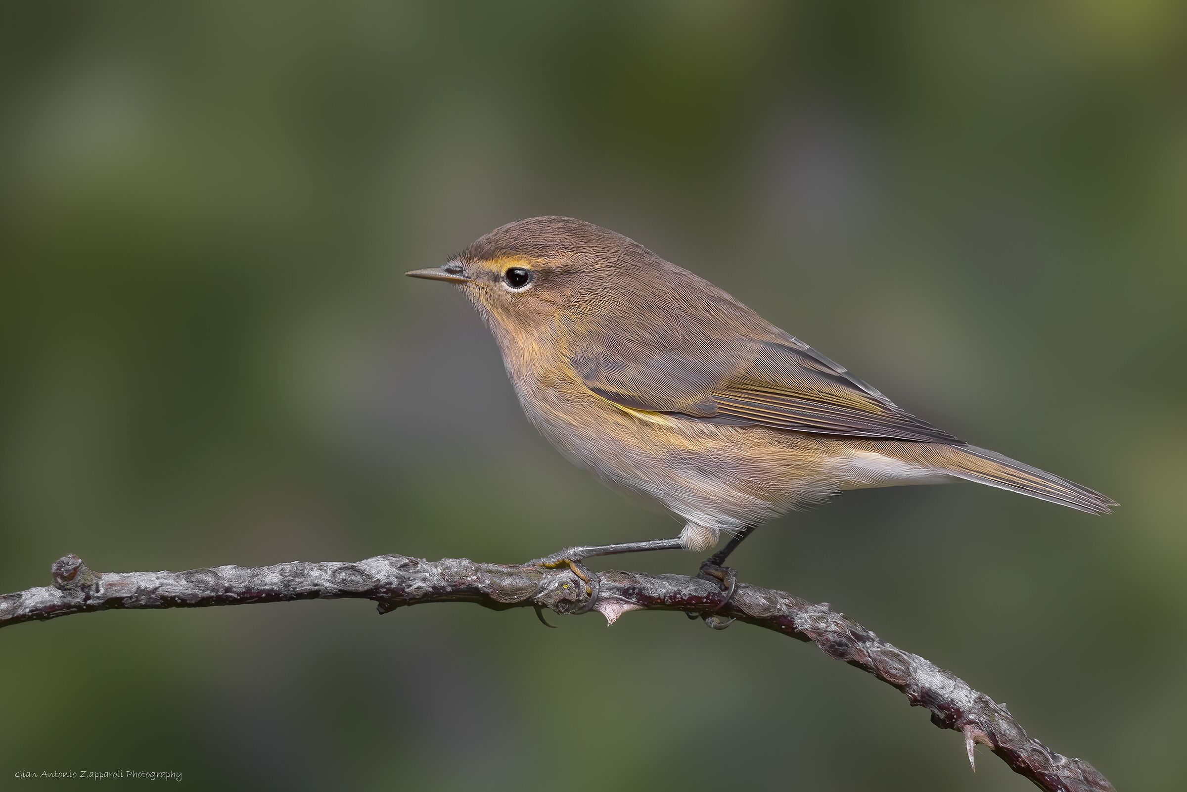 Luì piccolo (Phylloscopus collybita)