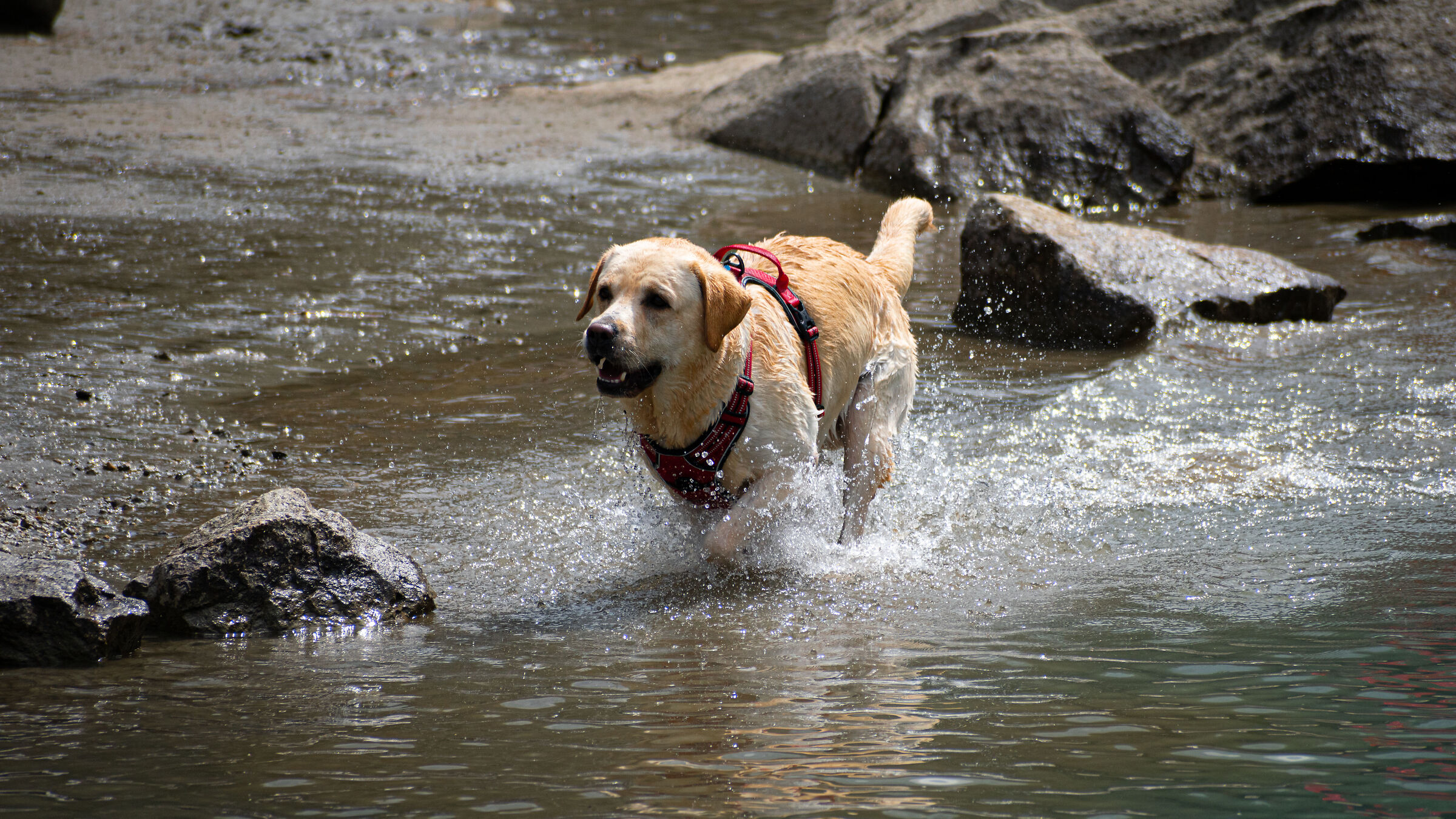 Dog running in the water