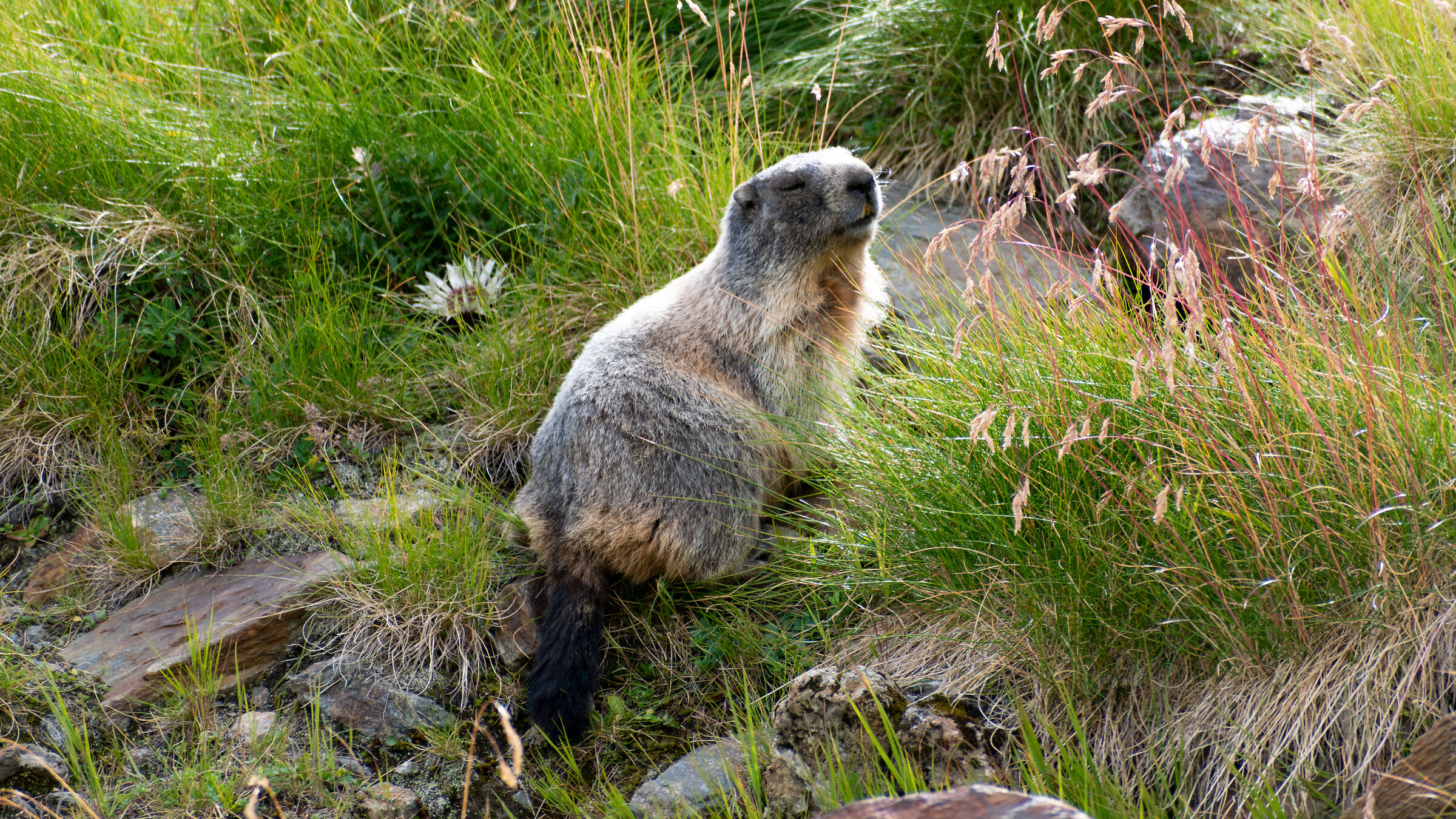 Marmot